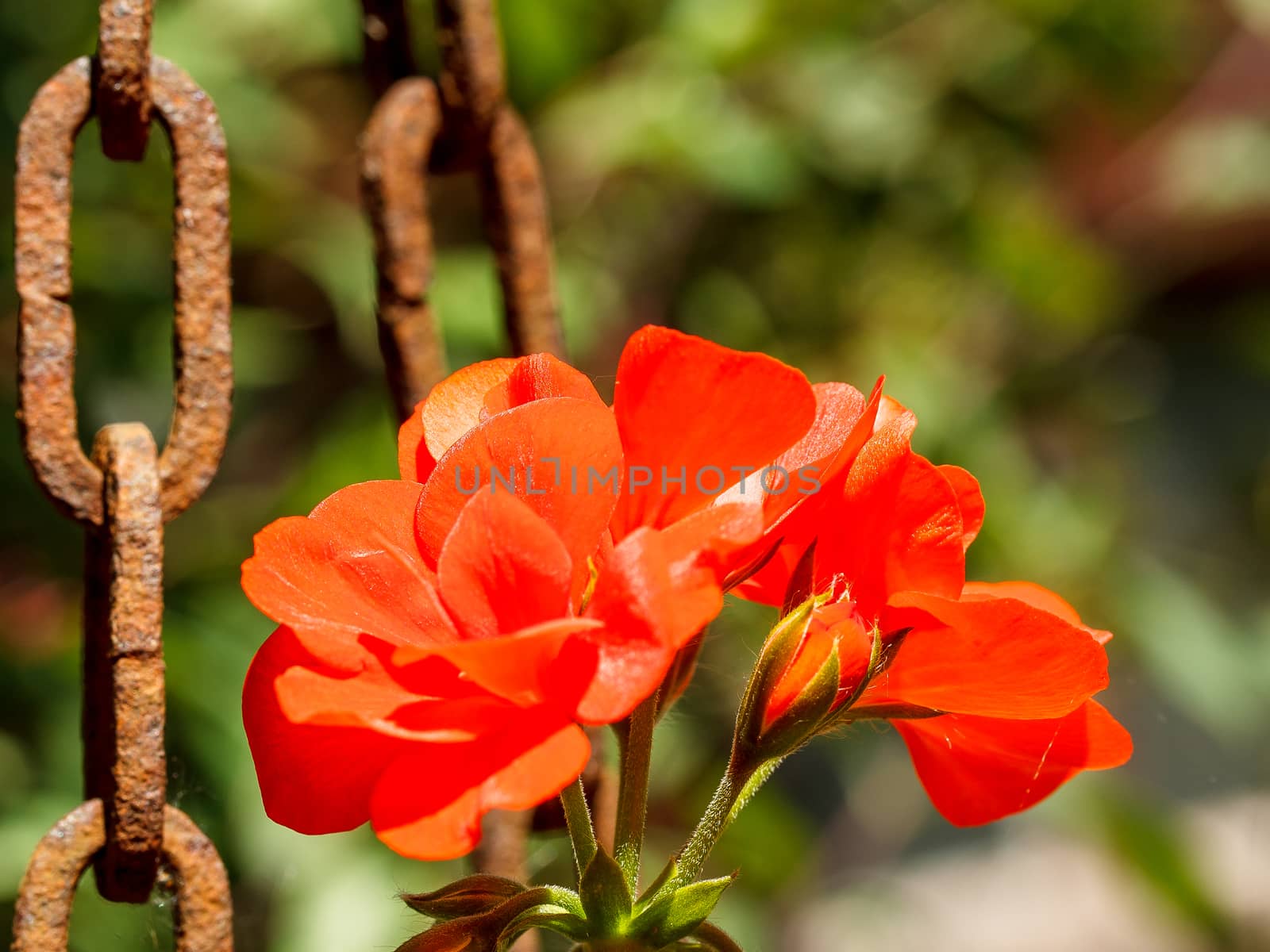 Standing pretty in a garden pot. Nice contrast with the olf rusty chains to the side.