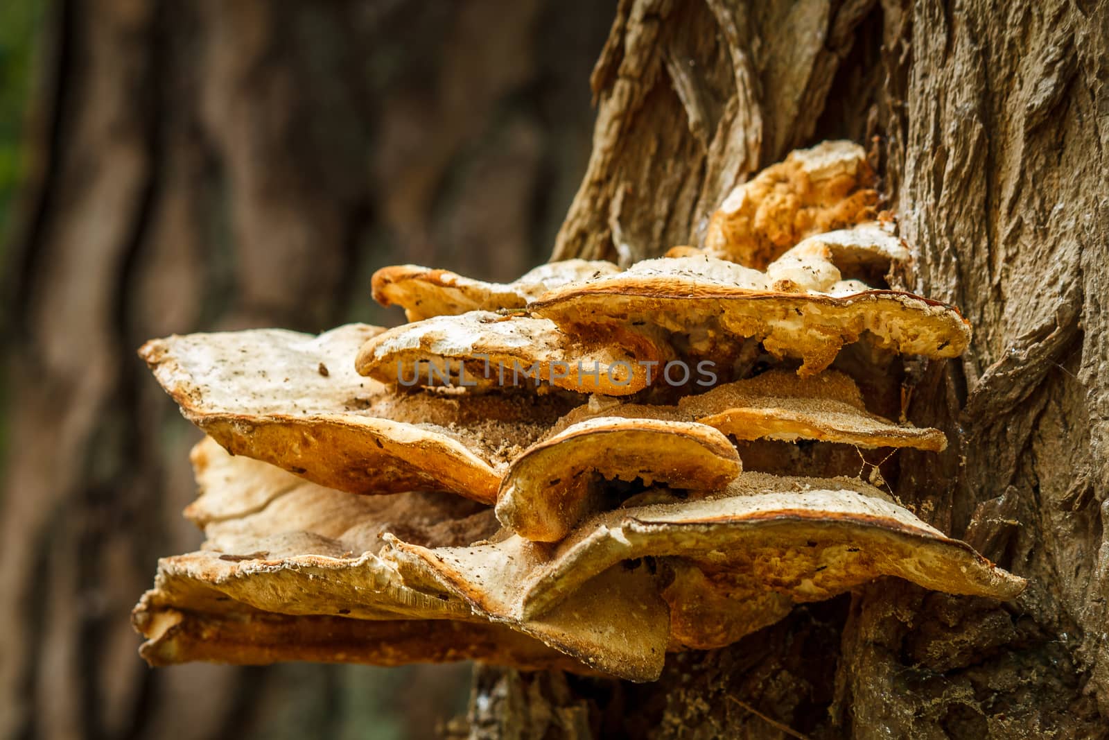 Closeup view of mushrooms stuck onto the side of a tree. This was taken in a forest in Holland. A very common view in the spring when it get warm and wet outdoors.
