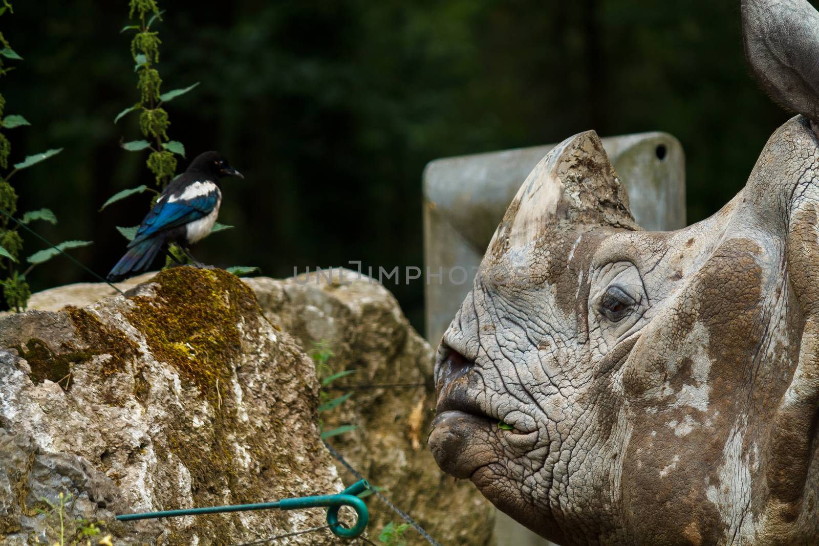 Rhino talking to bird by frankhoekzema