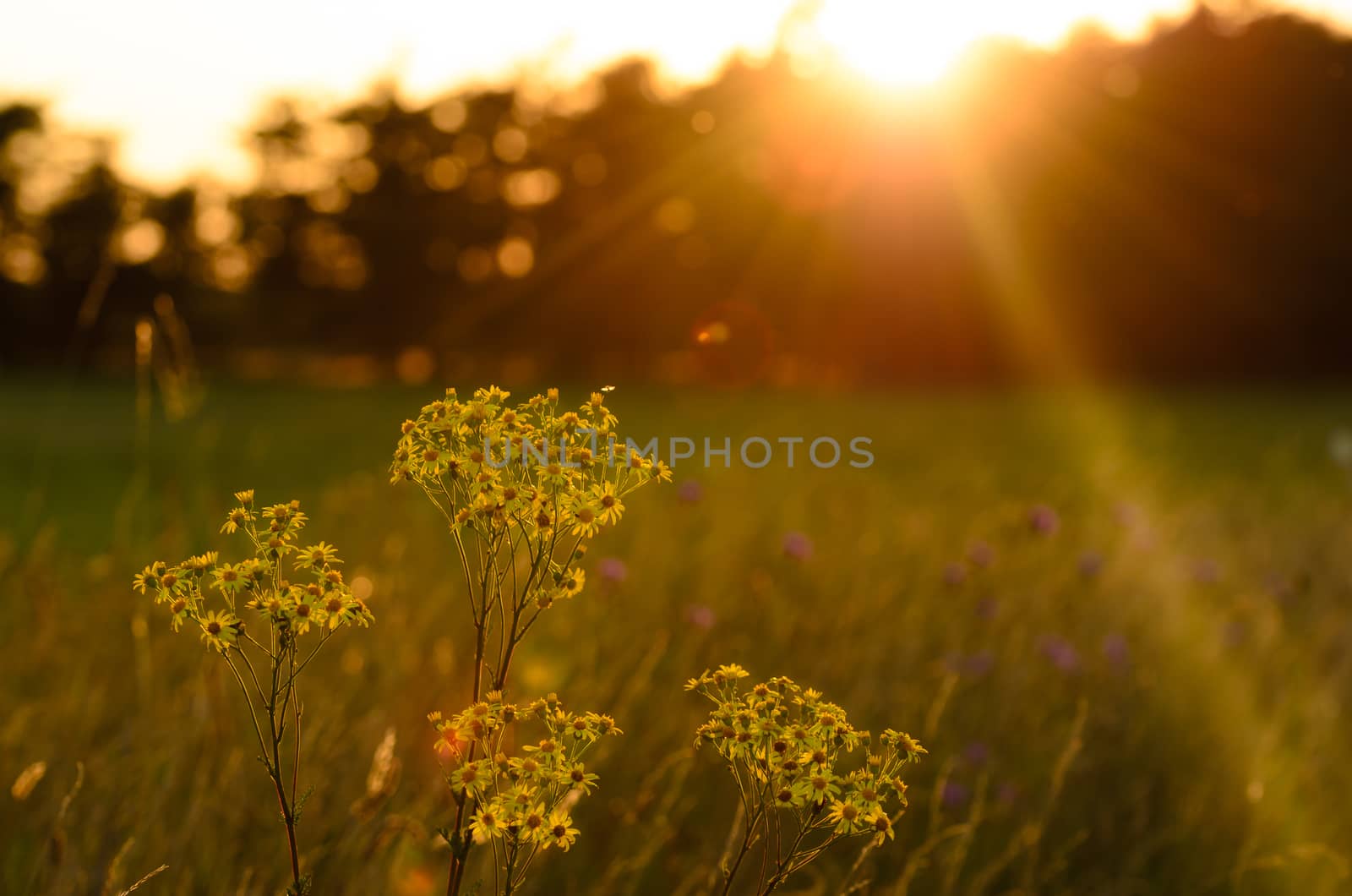 Beautiful nature in Drenthe. Everwhere you look you find these wild flowers. They look lovely during the evening golden light.