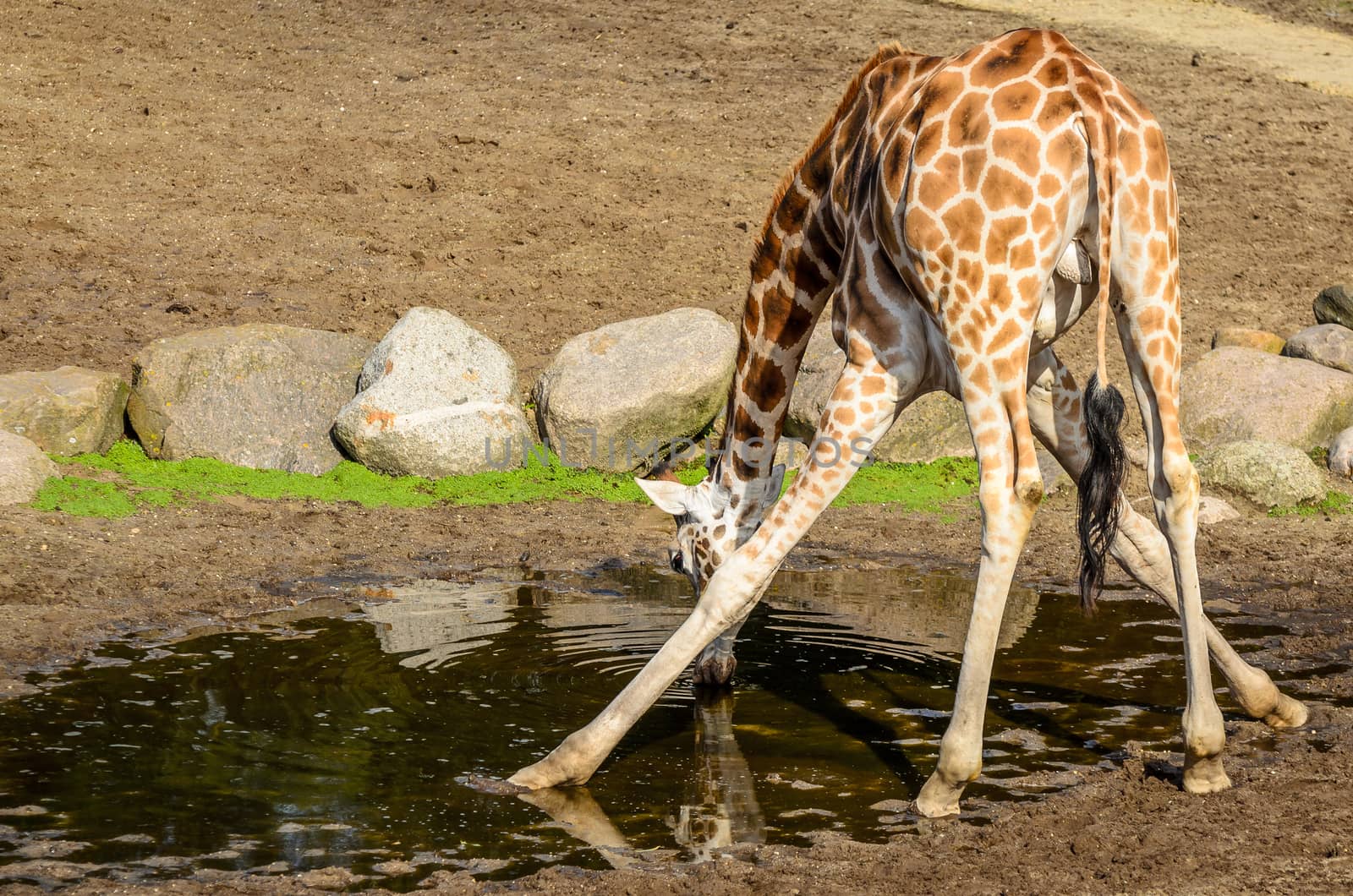 Giraffe drinking from pool by frankhoekzema