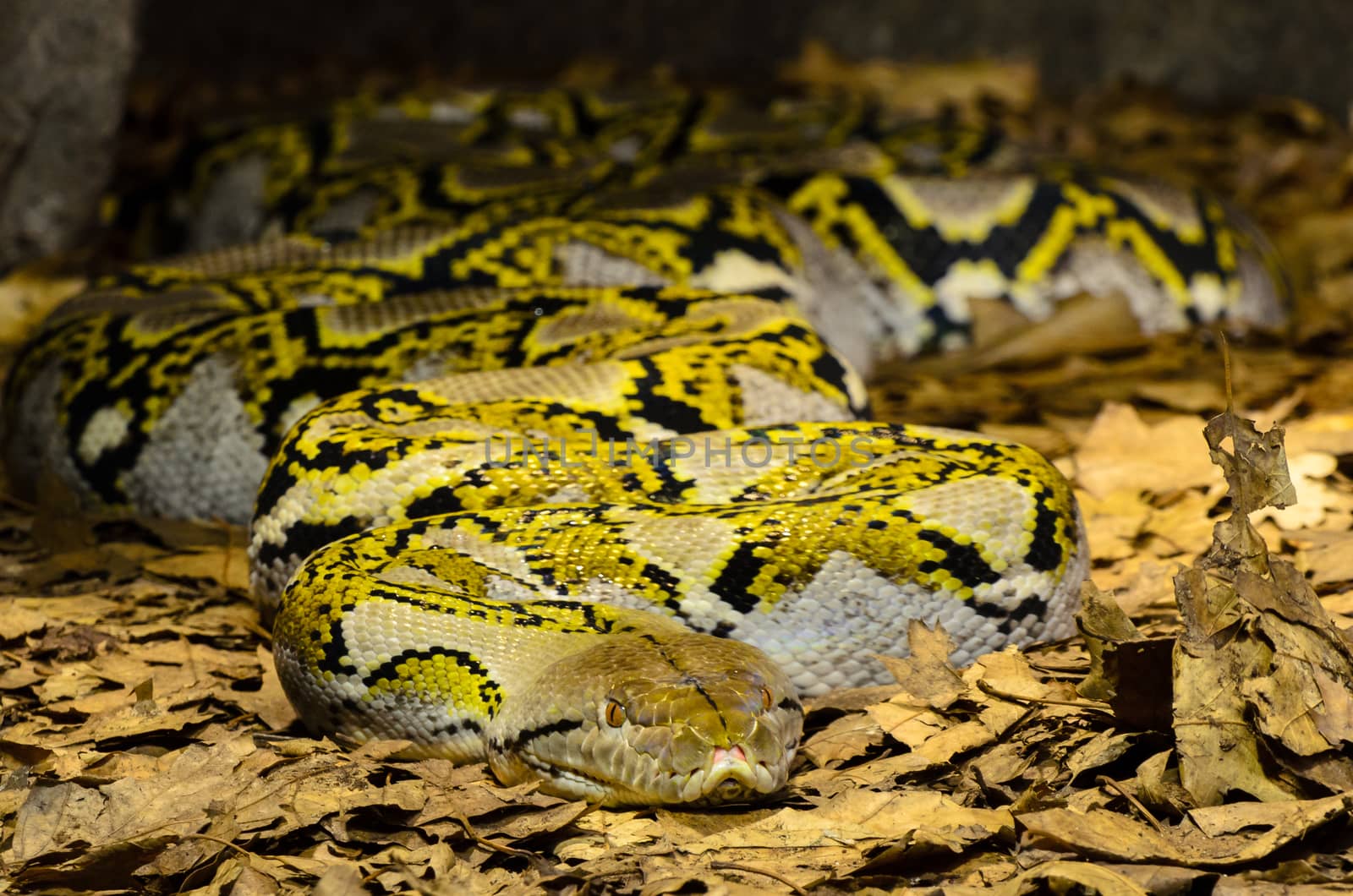Beautiful large snake with great texture and color. This was taken at a zoo in Holland.