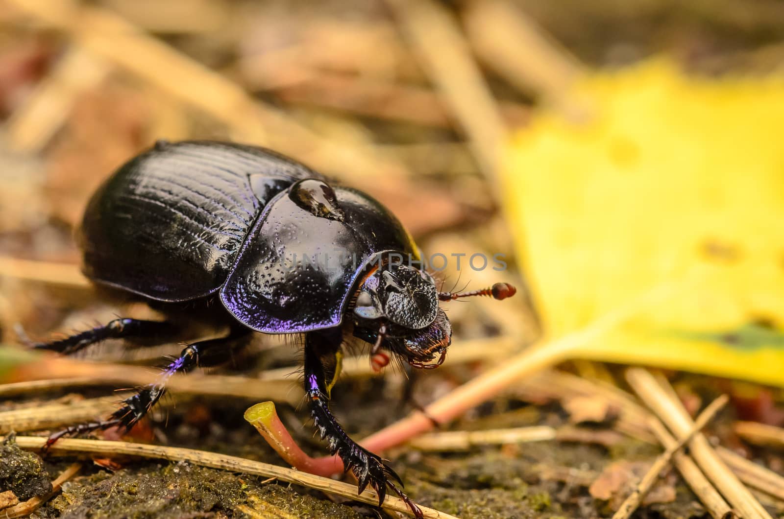 Walking between al the fallen twigs in the forest. This beautiful macro shot of a forest beetle really shows the nice black and purple contrast!