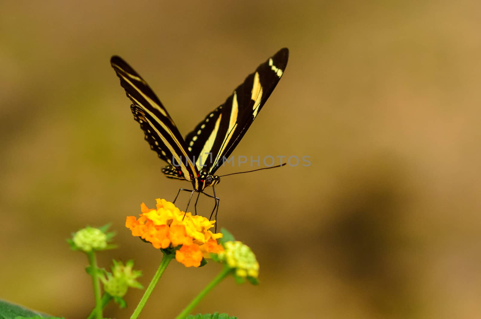Beatiful striped buttefly ready to take of from yellow flower
