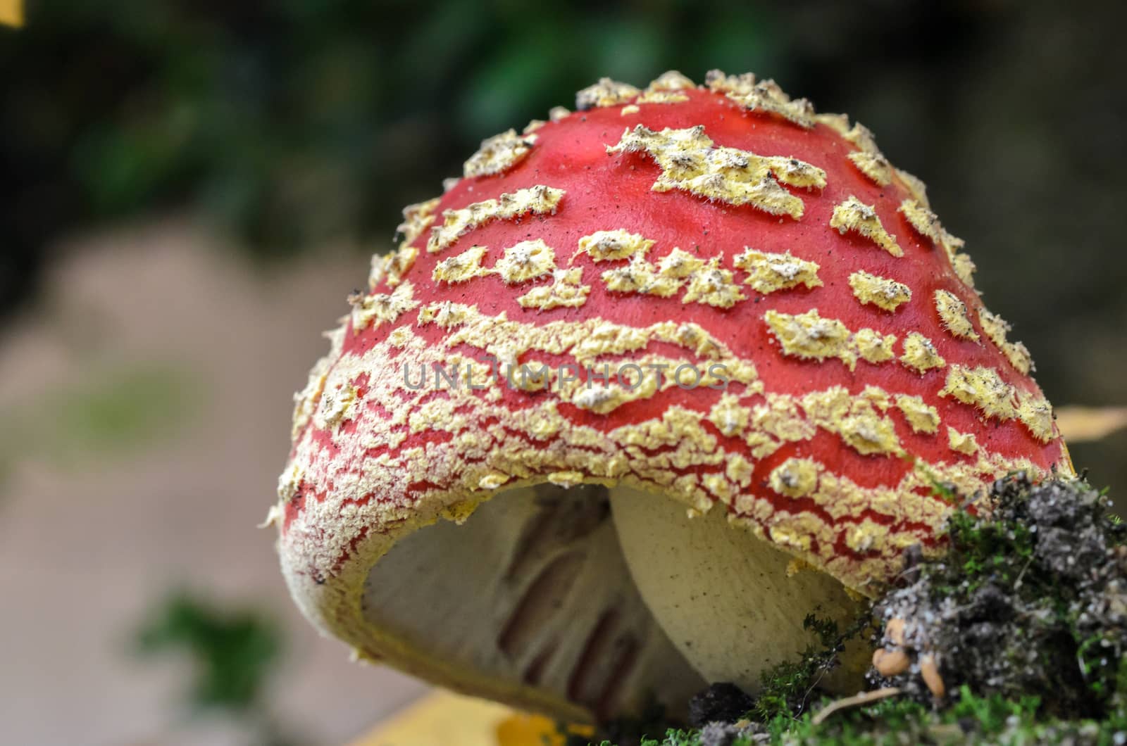 Amanita Muscaria Mushroom by frankhoekzema