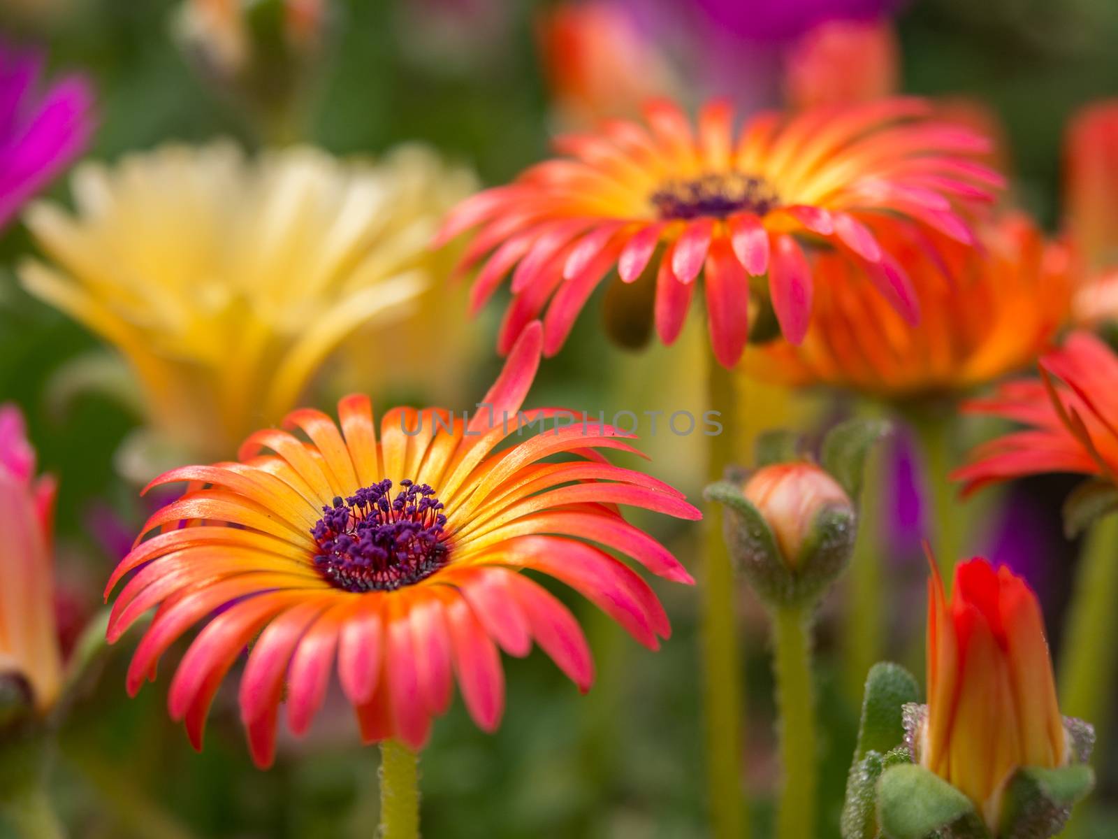 Multicolored closeup flowers by frankhoekzema