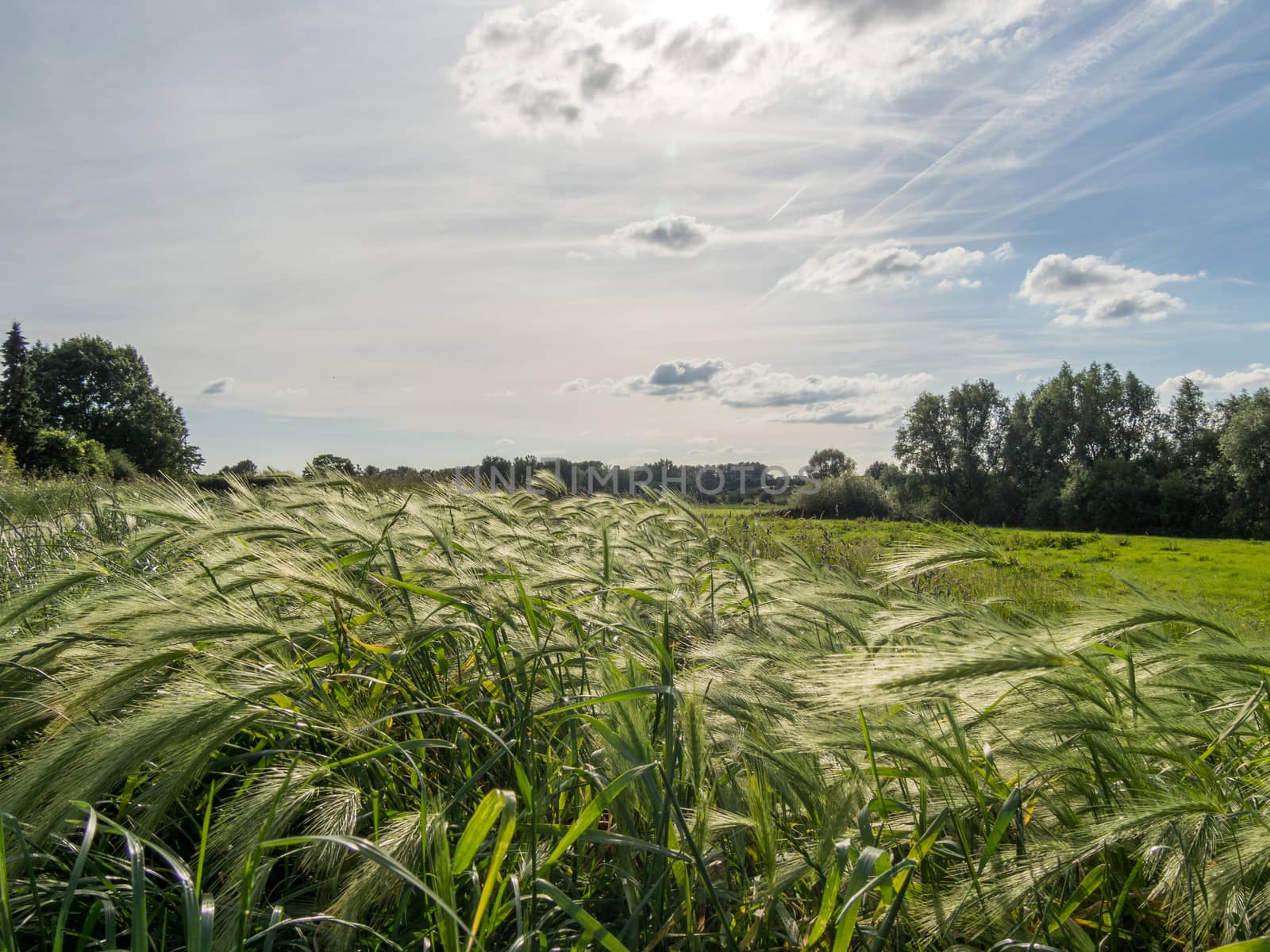Long grass into the sun by frankhoekzema