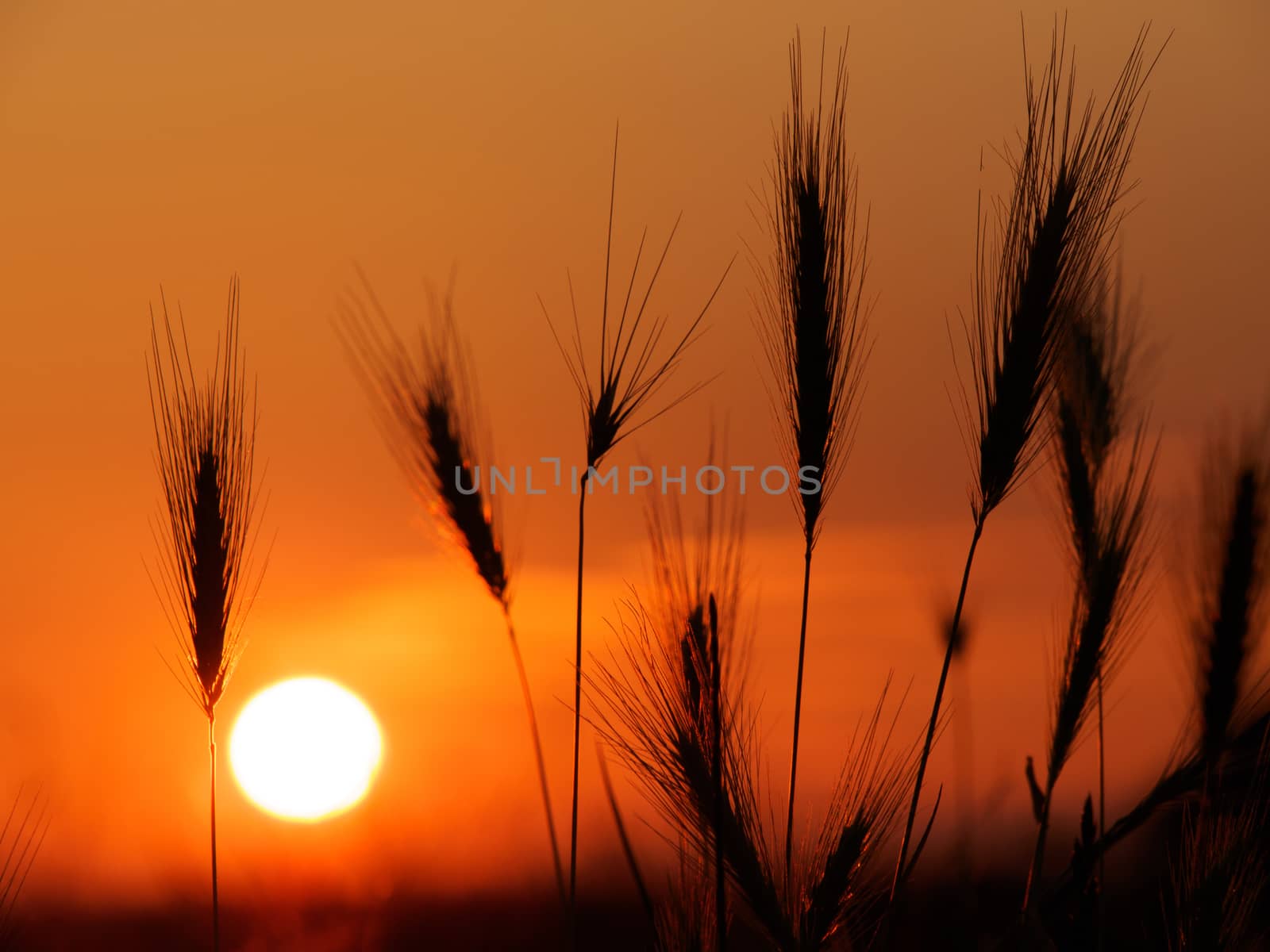 Strands of grass in sunset light by frankhoekzema