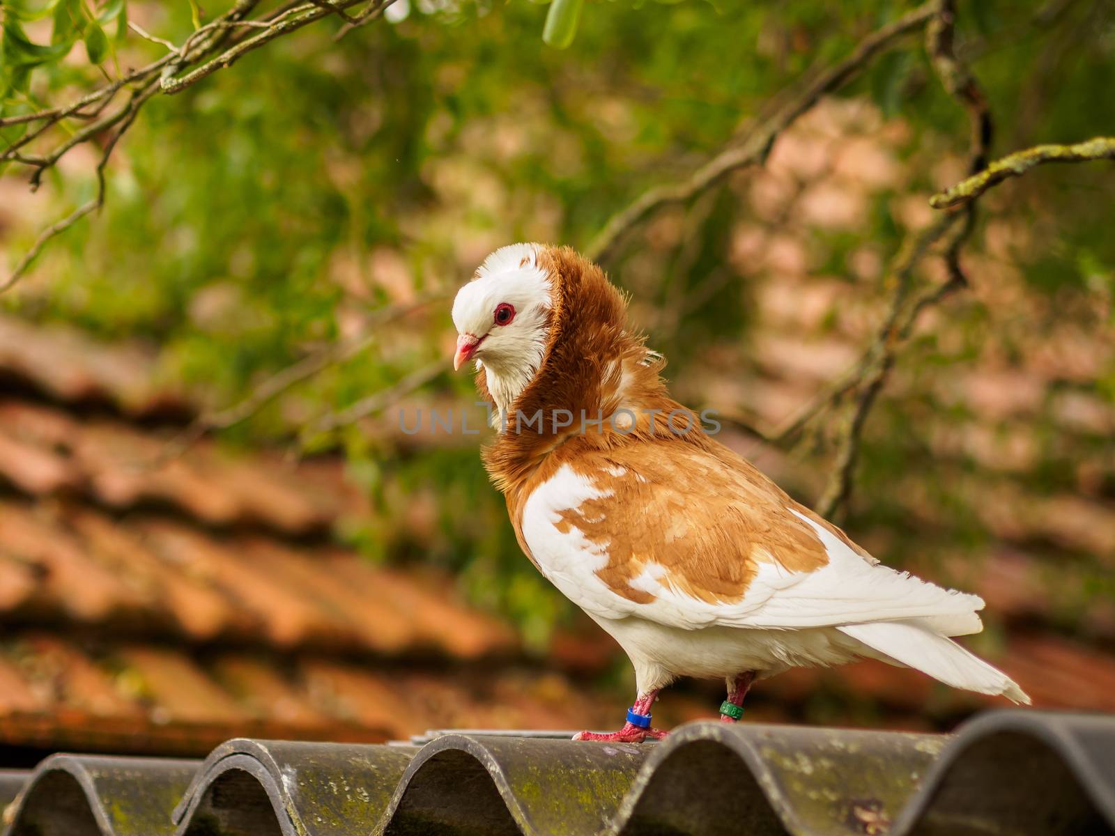 Red and white dove on rooftop by frankhoekzema