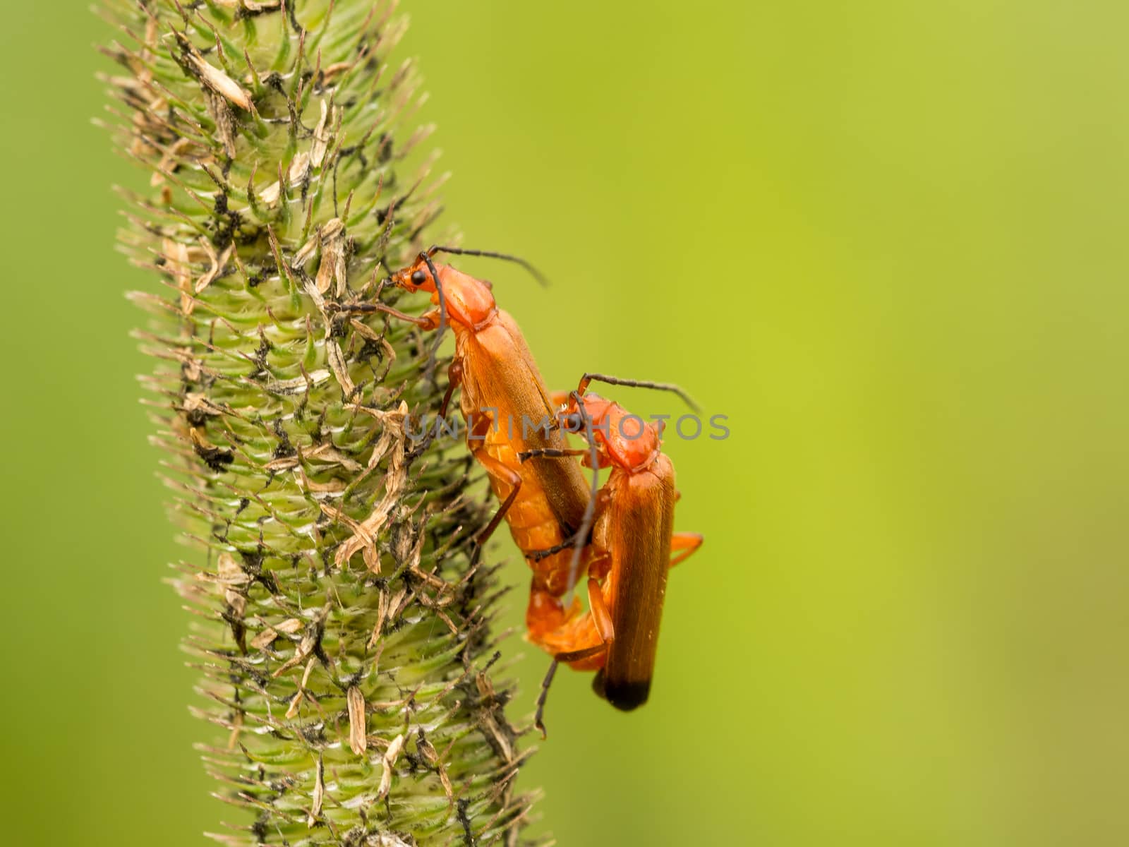 Two bugs on a stem by frankhoekzema