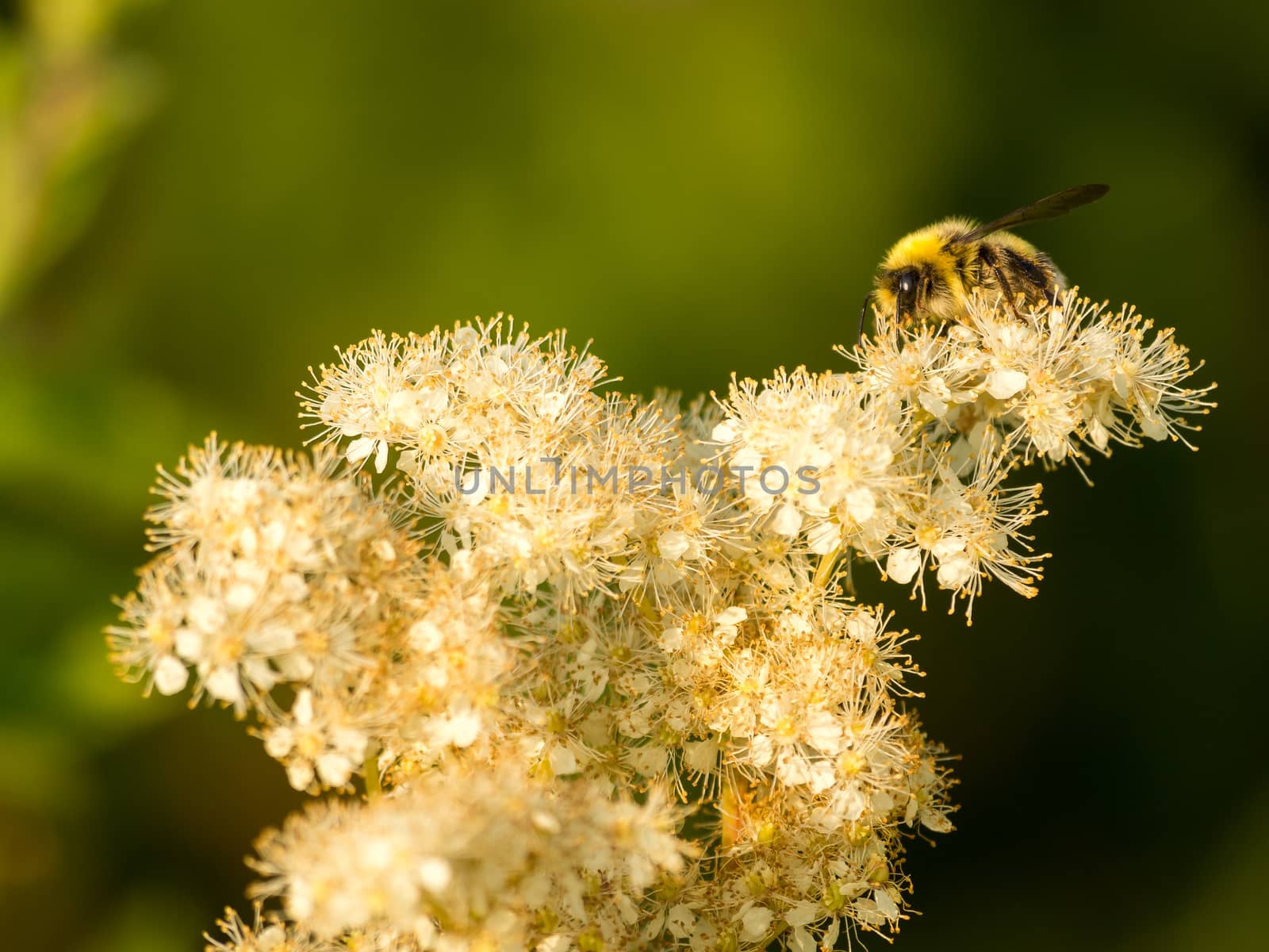 Sneaking into the shot from behind this beautiful powdery white flower. This wasp was enjoying the late evening sunlight