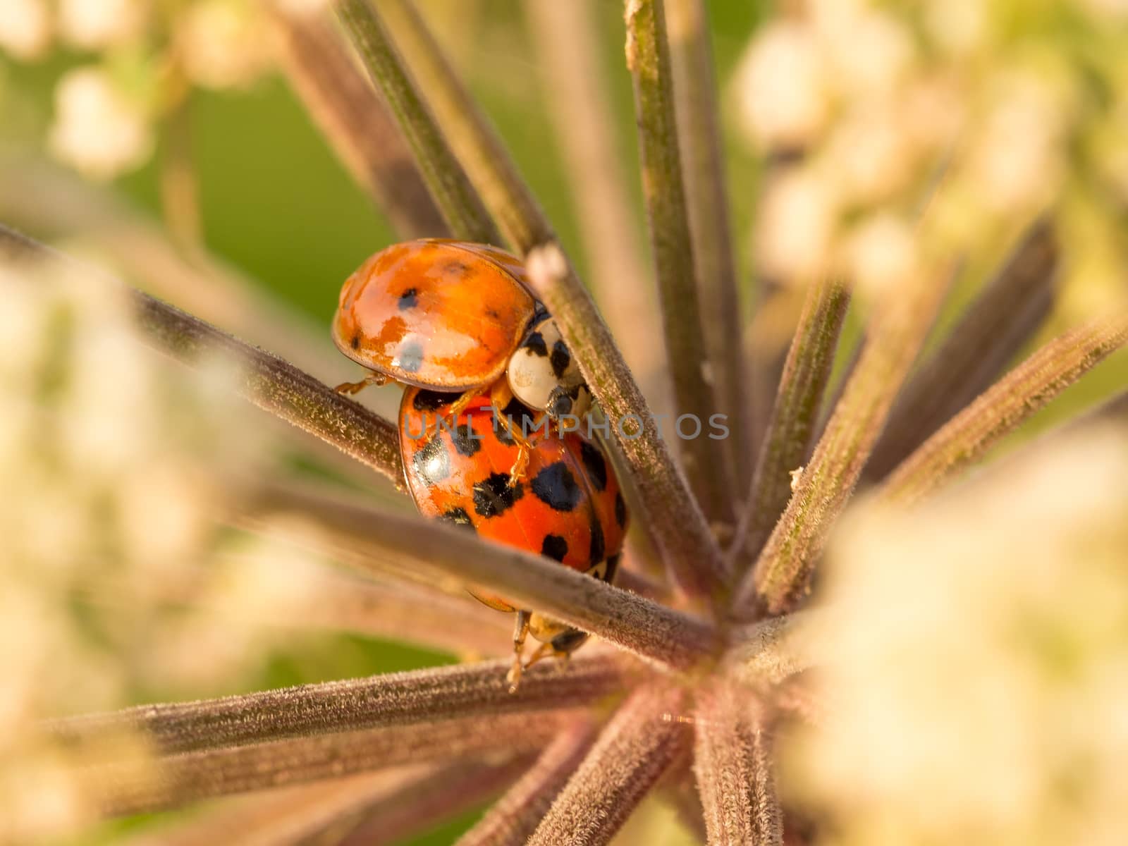 Two ladybirds trying to find safe haven right in the middle of this beautiful and peaceful flower.
