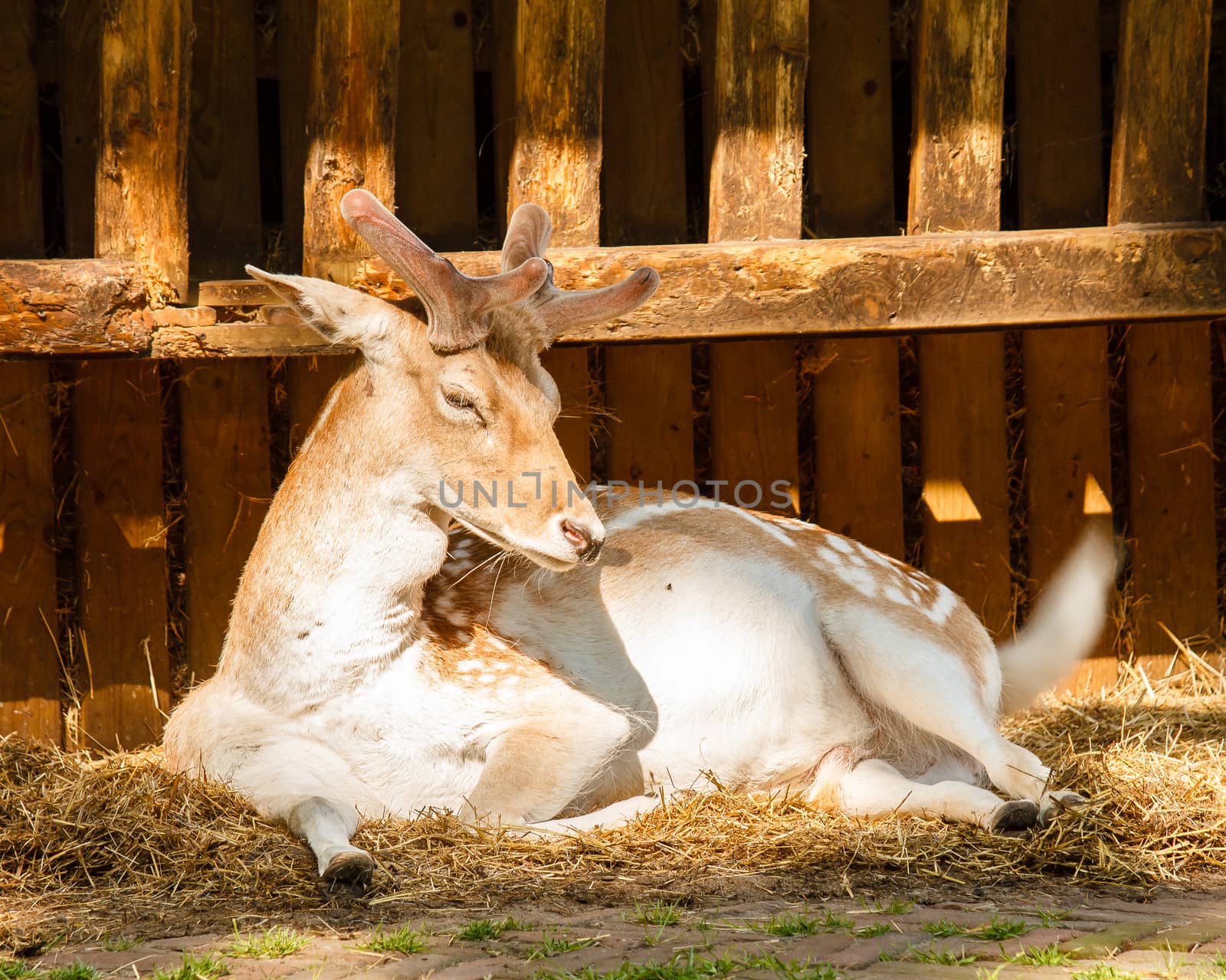 Young male deer lying on a pile of straw in a barn.