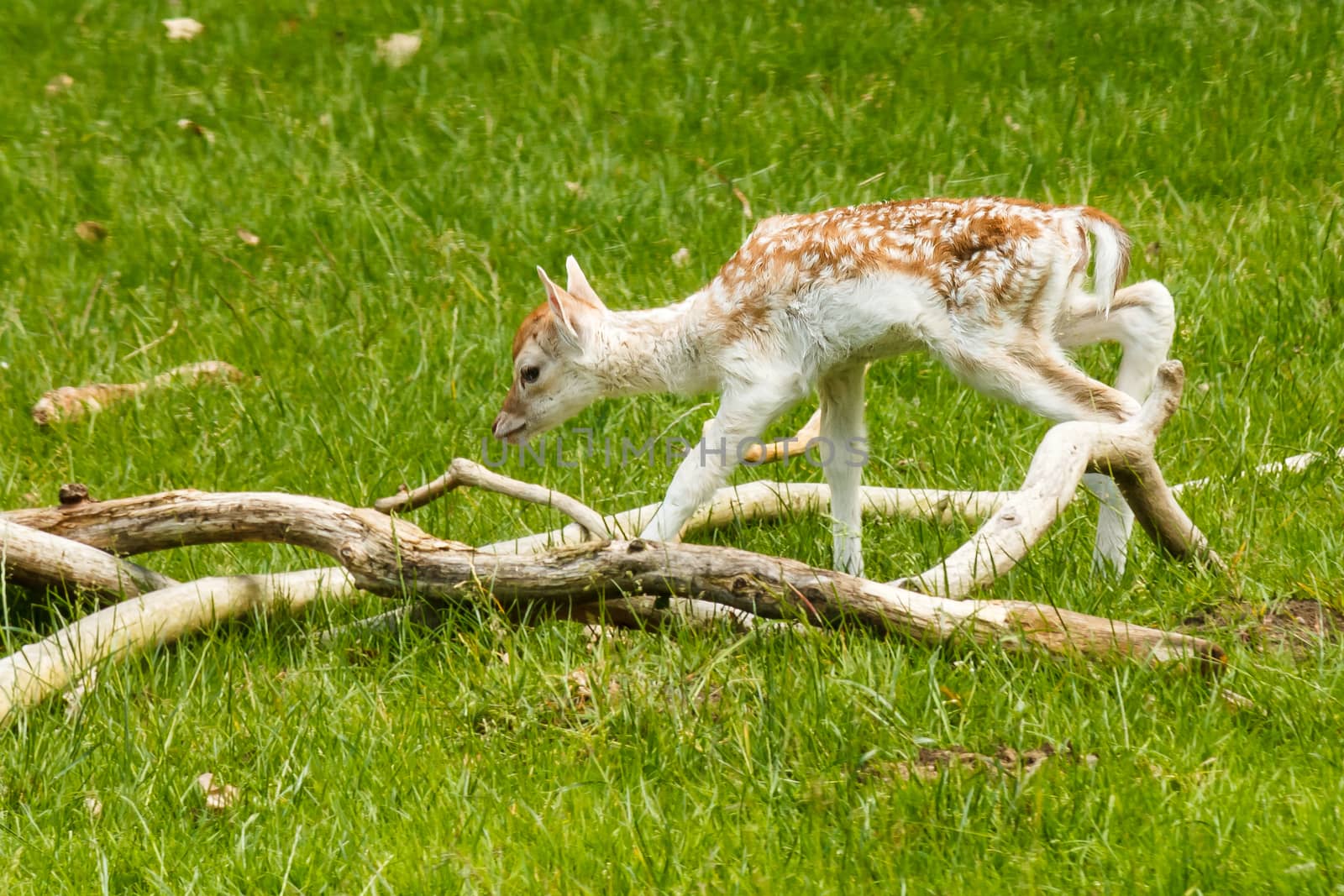 Youn deer playing around with some falling branches in a meadow