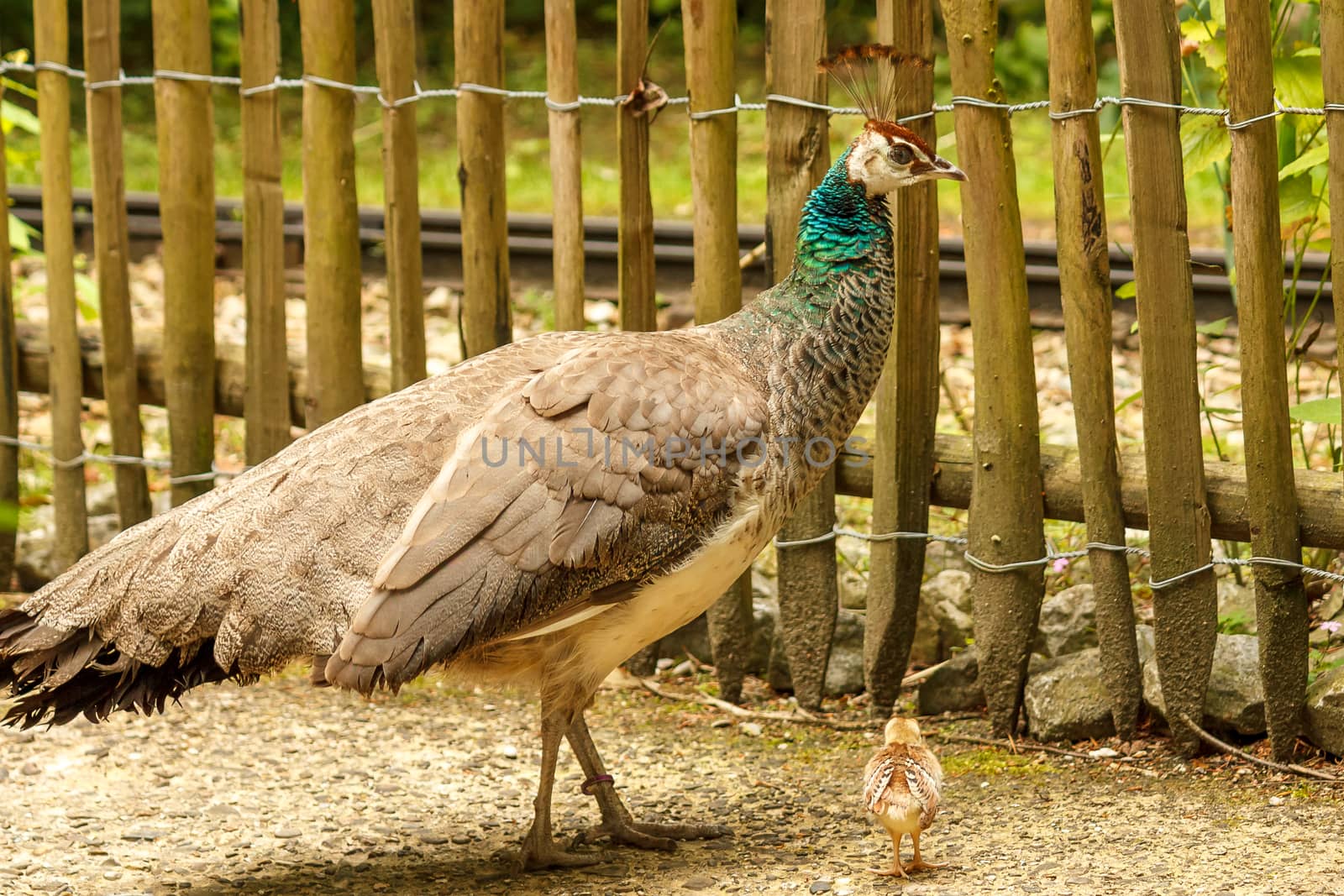 A very young peacock out walking with an adult female