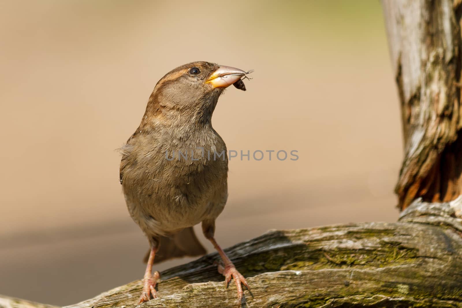 Brown sparrow standing on a branch. Shot closeup with an insect it's mouth