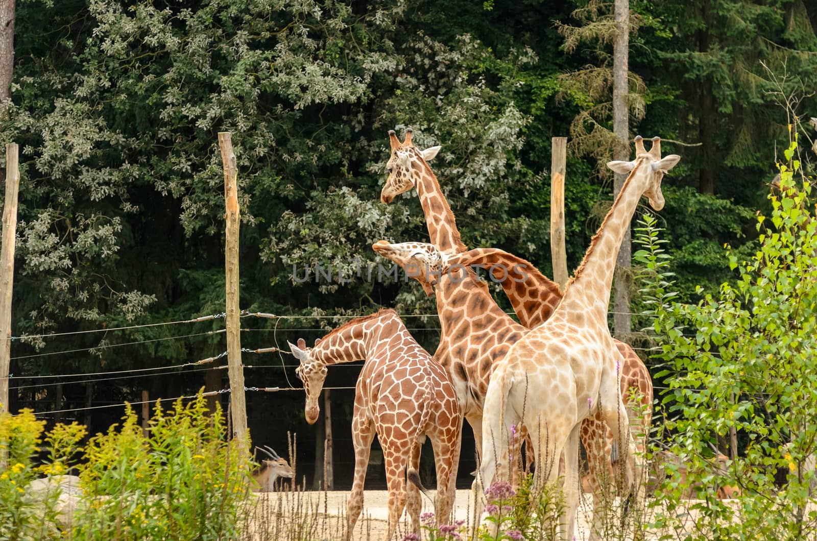 Group of four giraffe showing playful behaviour.