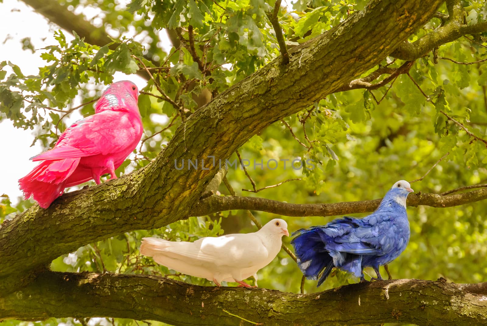 Pink, White and Blue Dove by frankhoekzema