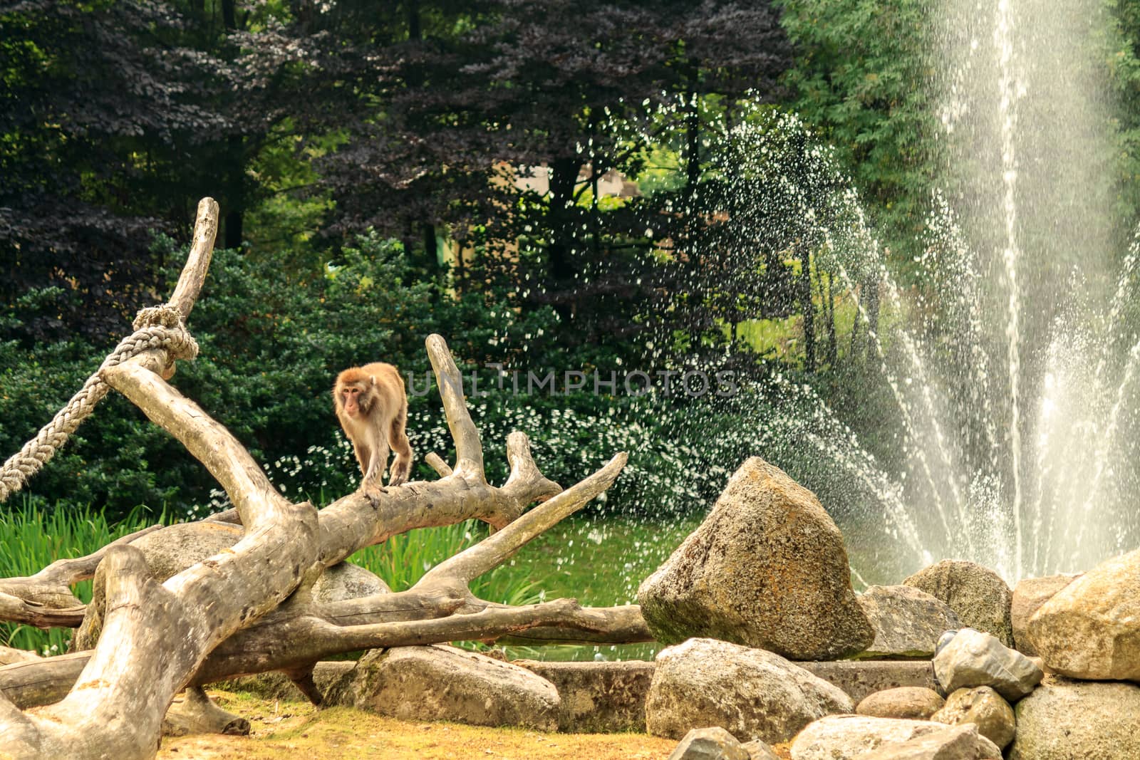 A solitary monkey walks along the top of a branch. There are rocks surrounding the scene and a water fountain in the background
