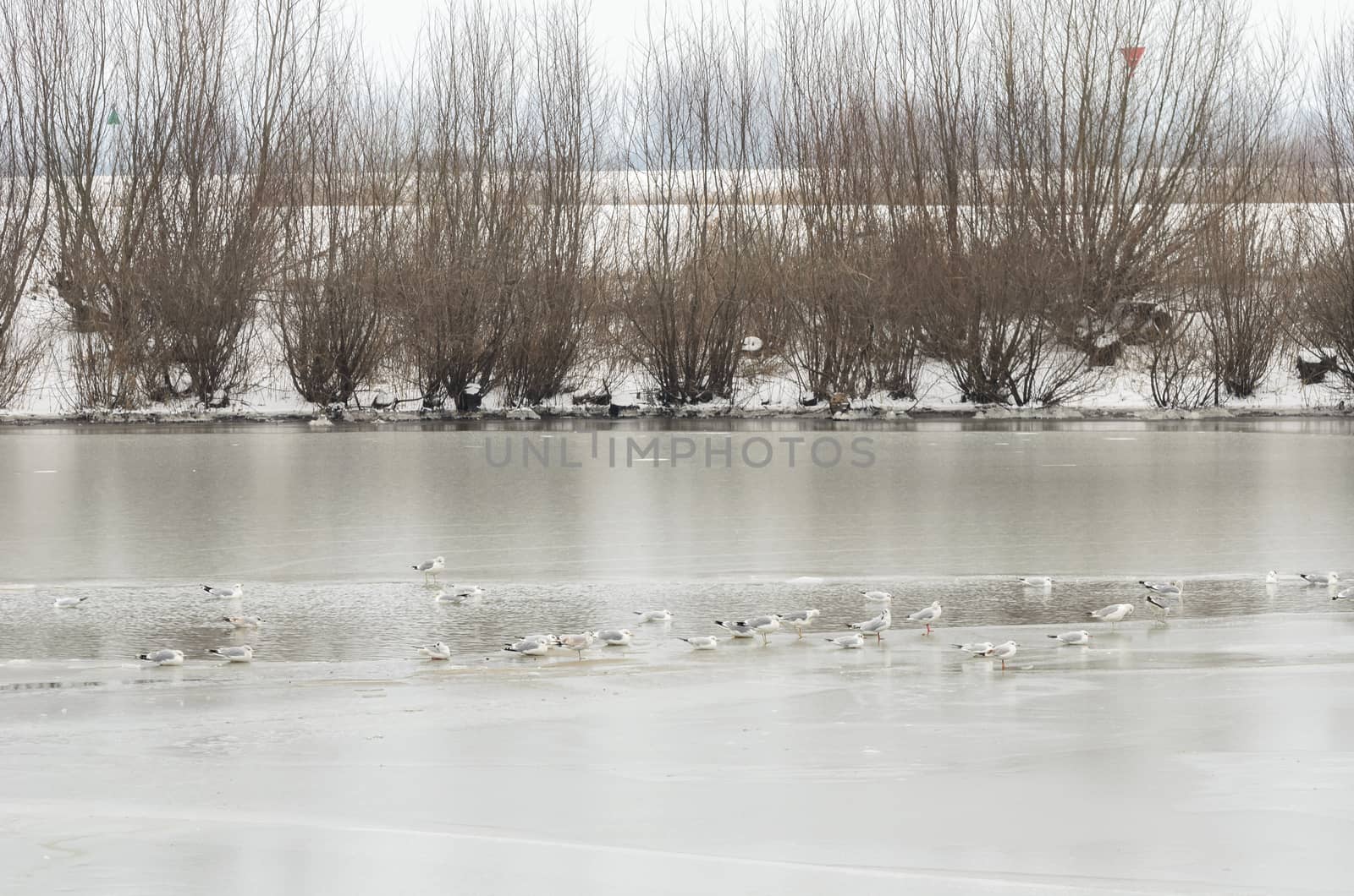Large group of gulls gathered together on a thawed section of a frozen river