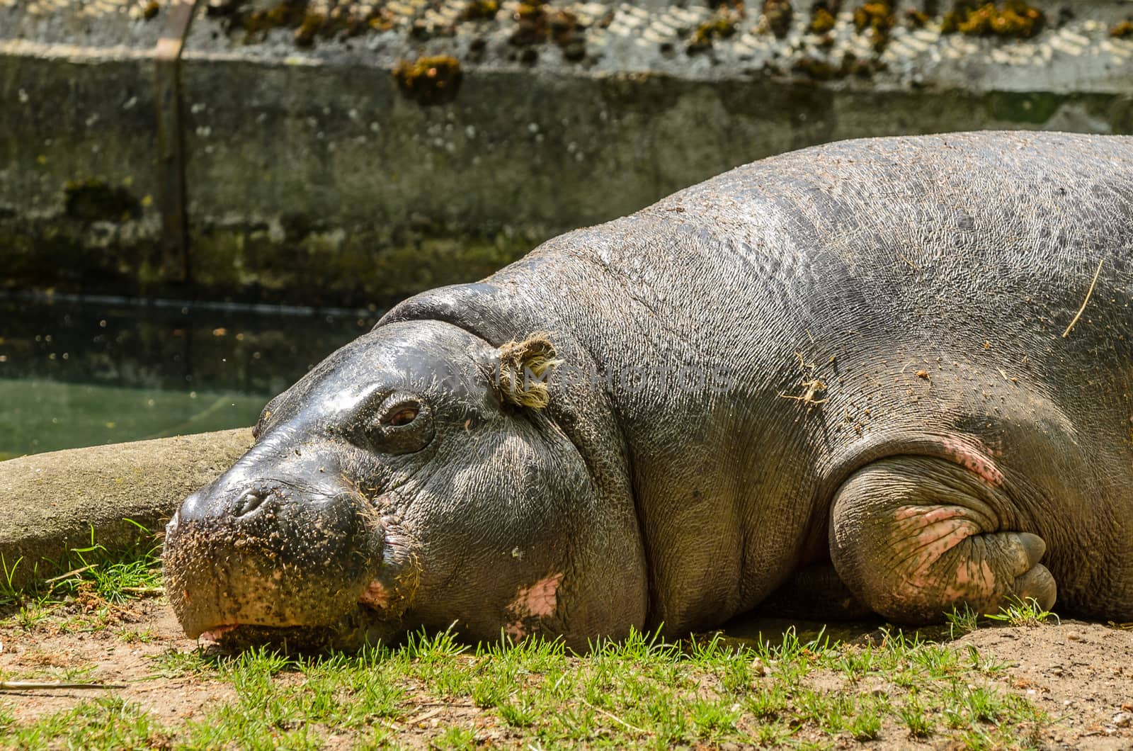 Hippo Lying Down on the Grass on a Hot Sunny Day.