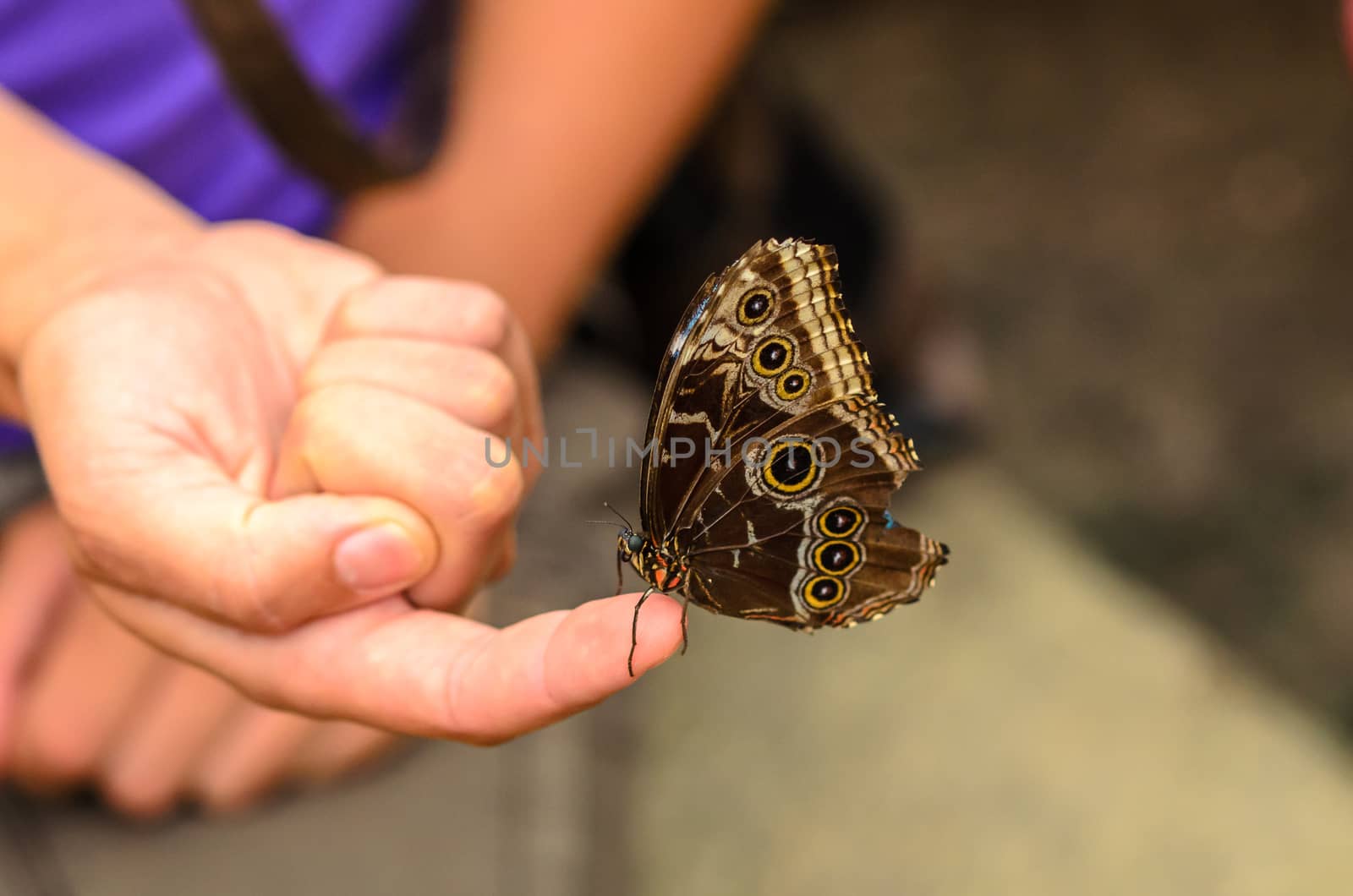 Big brown butterfly with uniwue pattern sits on a womans finger.