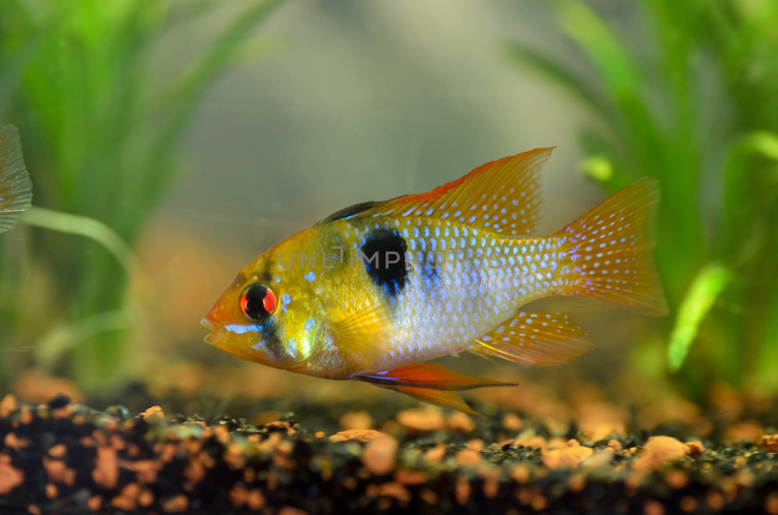 Closeup view of the Mikrogeophagus Ramirezi. Colorful South American fish.