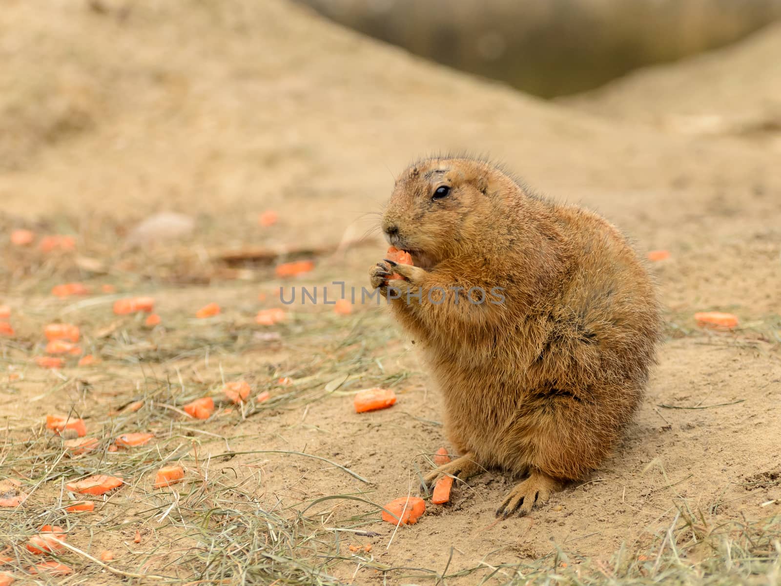 Closeup shot of this animal that looks like a beaver eating pieces of carrot