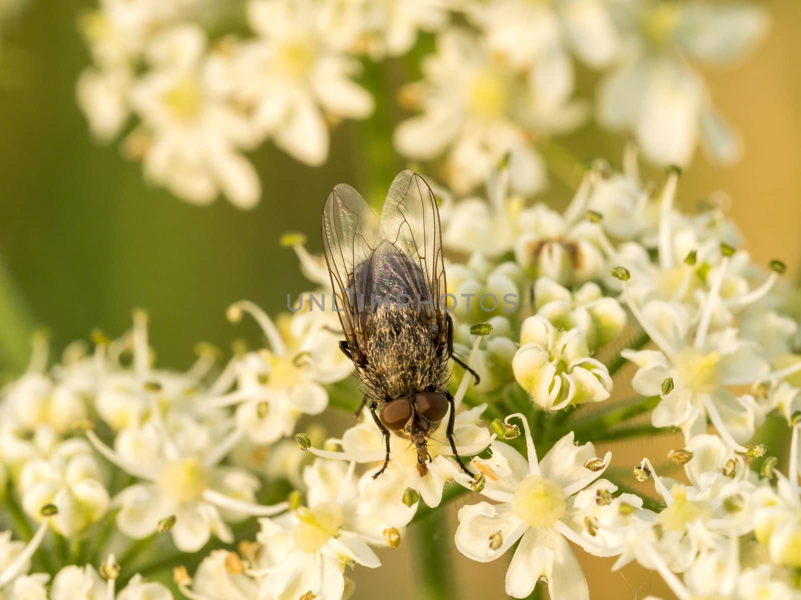 Very nice sharp shot of a typical fly sitting on top of wild white flowers. Beautiful conrast produced by the out of focus background and the subject is nice and sharp due to the straight on view