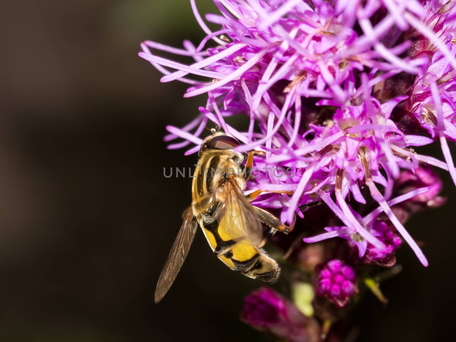 These flowers are always swarming with bee's and wasps towards the end of the day when the sun gets low. This was a very close up shot taken with my macro lens which really isolates the subject nicely.