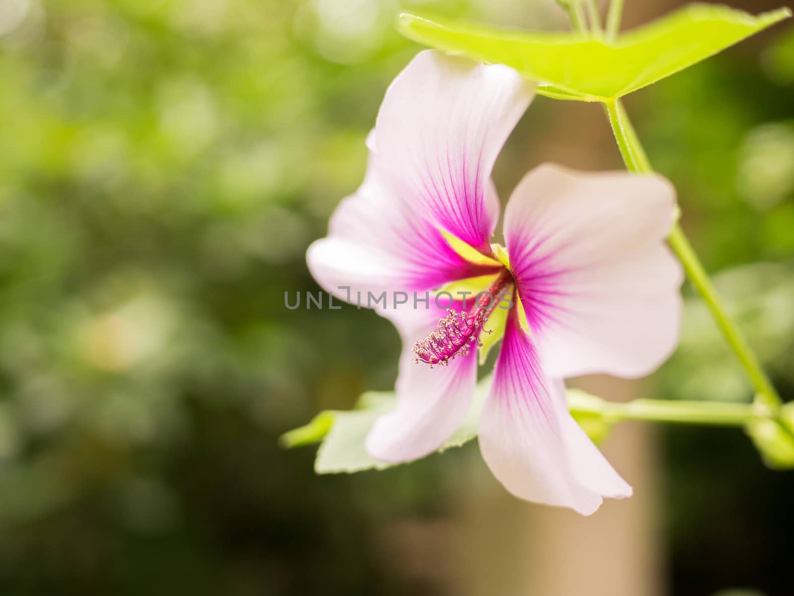Stigma is beautifully in focus on the closeup soft focus shot of a white and pink flower