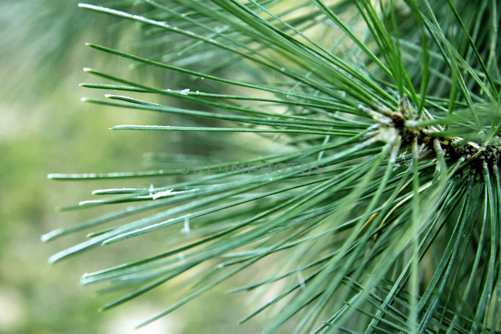 Snow laying on the green pins of Christmas tree
