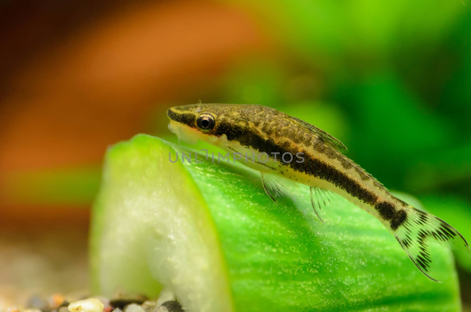 This is a South American Tropical fish called the Otocinclus Vitatus. Here it is pictured on a piece of cucumber.