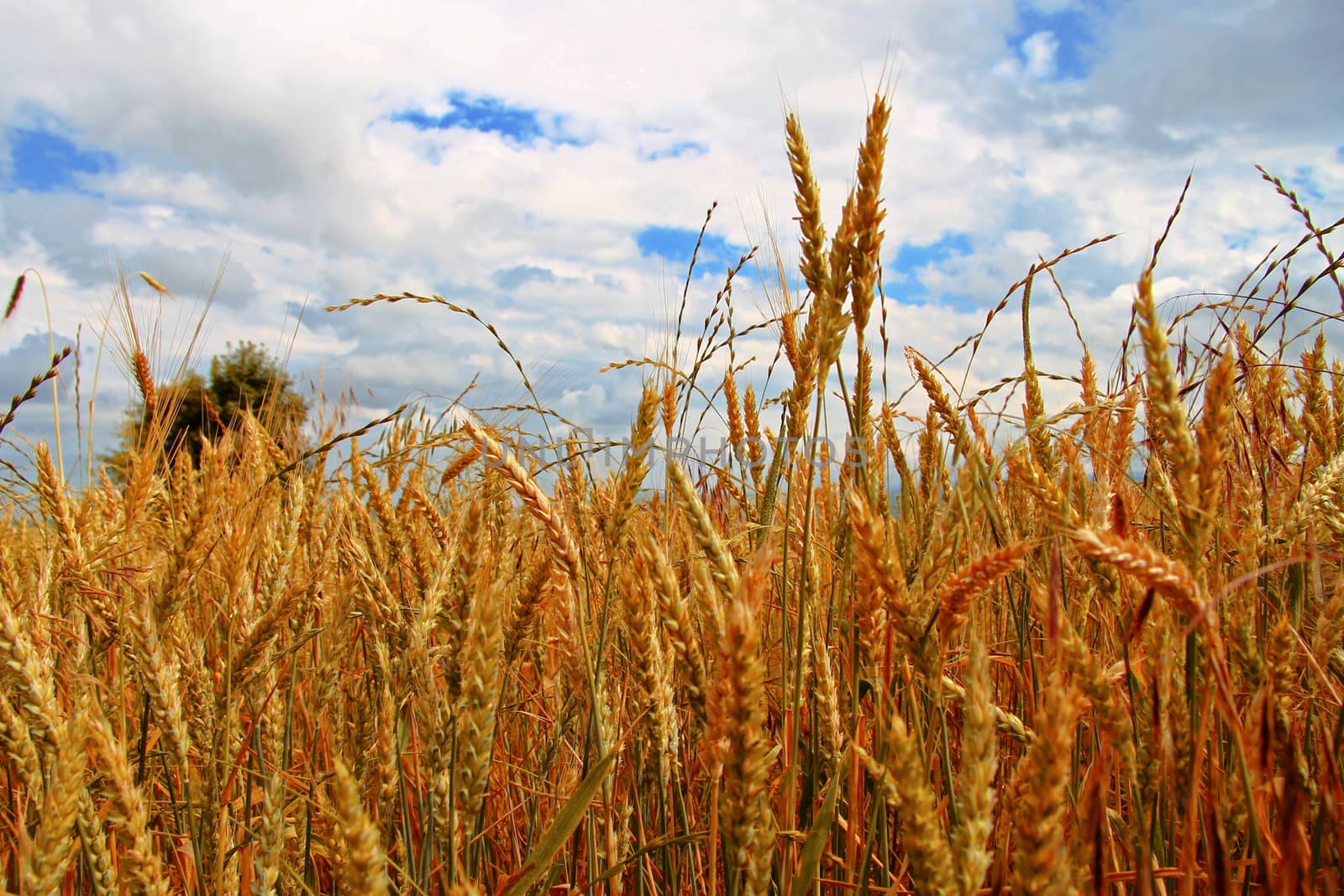 Golden ears on the summer field before harvest