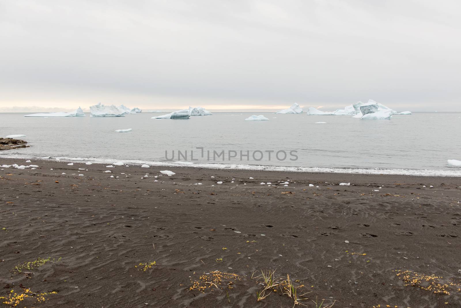 Black beach and icebergs on Disko Island in Greenland