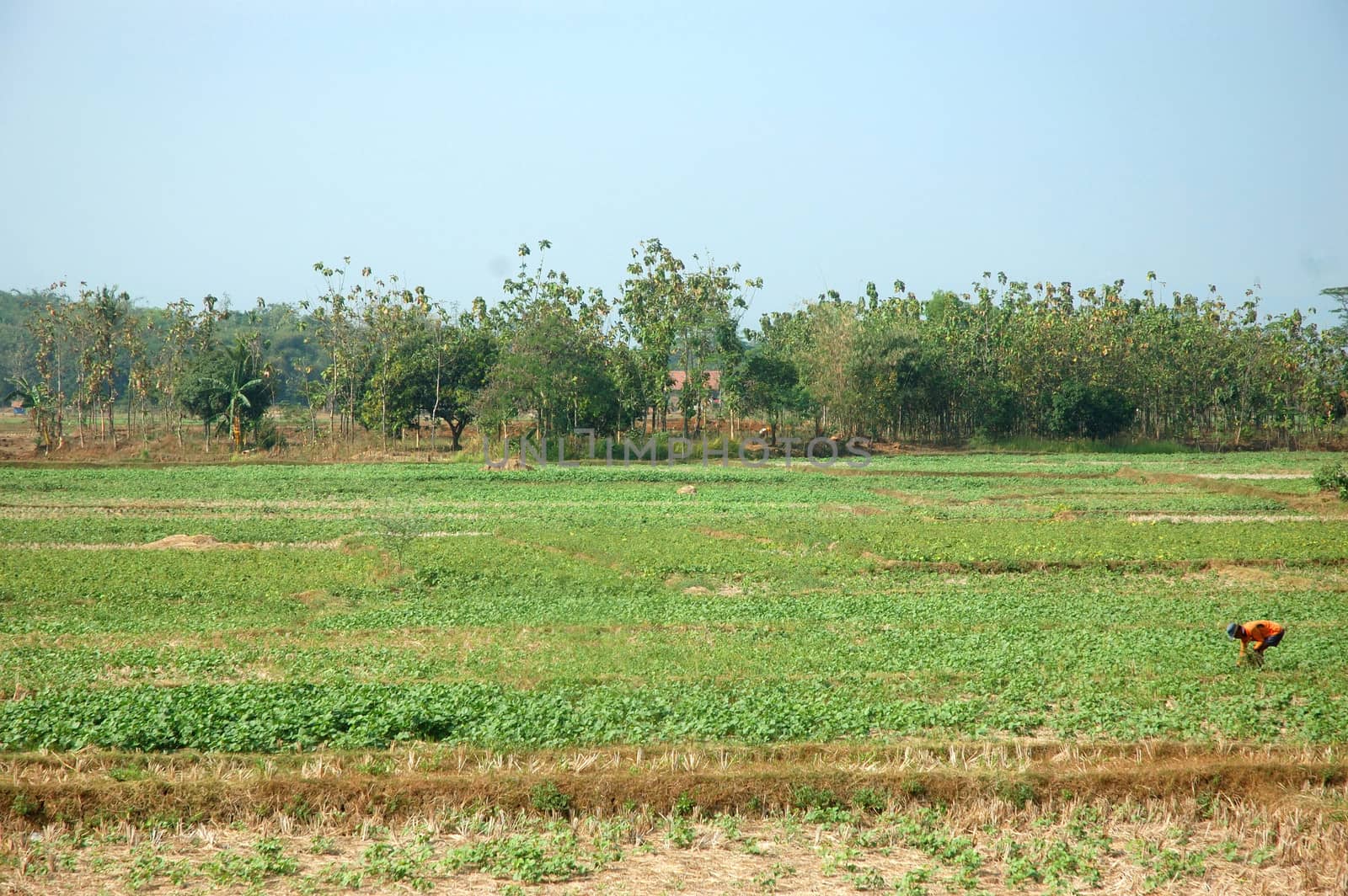 farmland that waiting for rainy season to get replanted