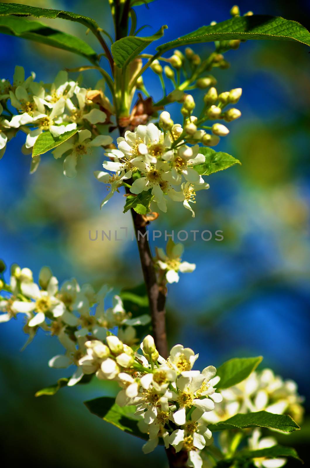 Blossom Flower-bud of Cherry Tree with Leafs closeup on Natural Environment background Outdoors