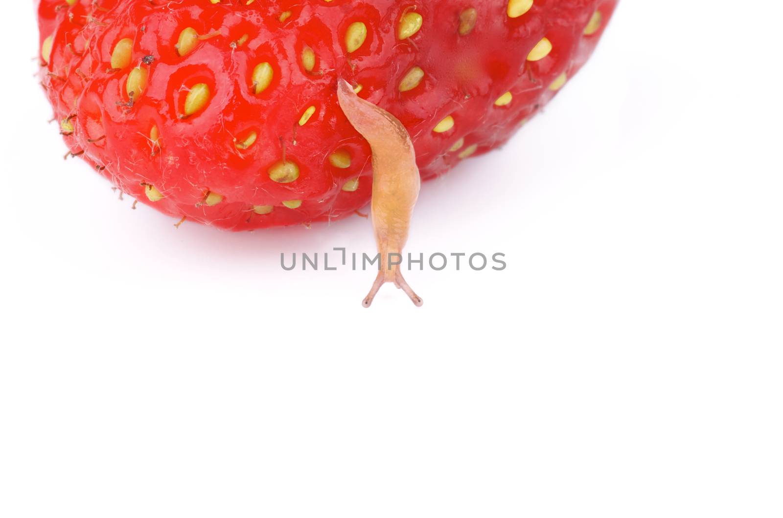 Tiny Fruit Snail Dangles from Fresh Ripe Strawberry closeup on white background