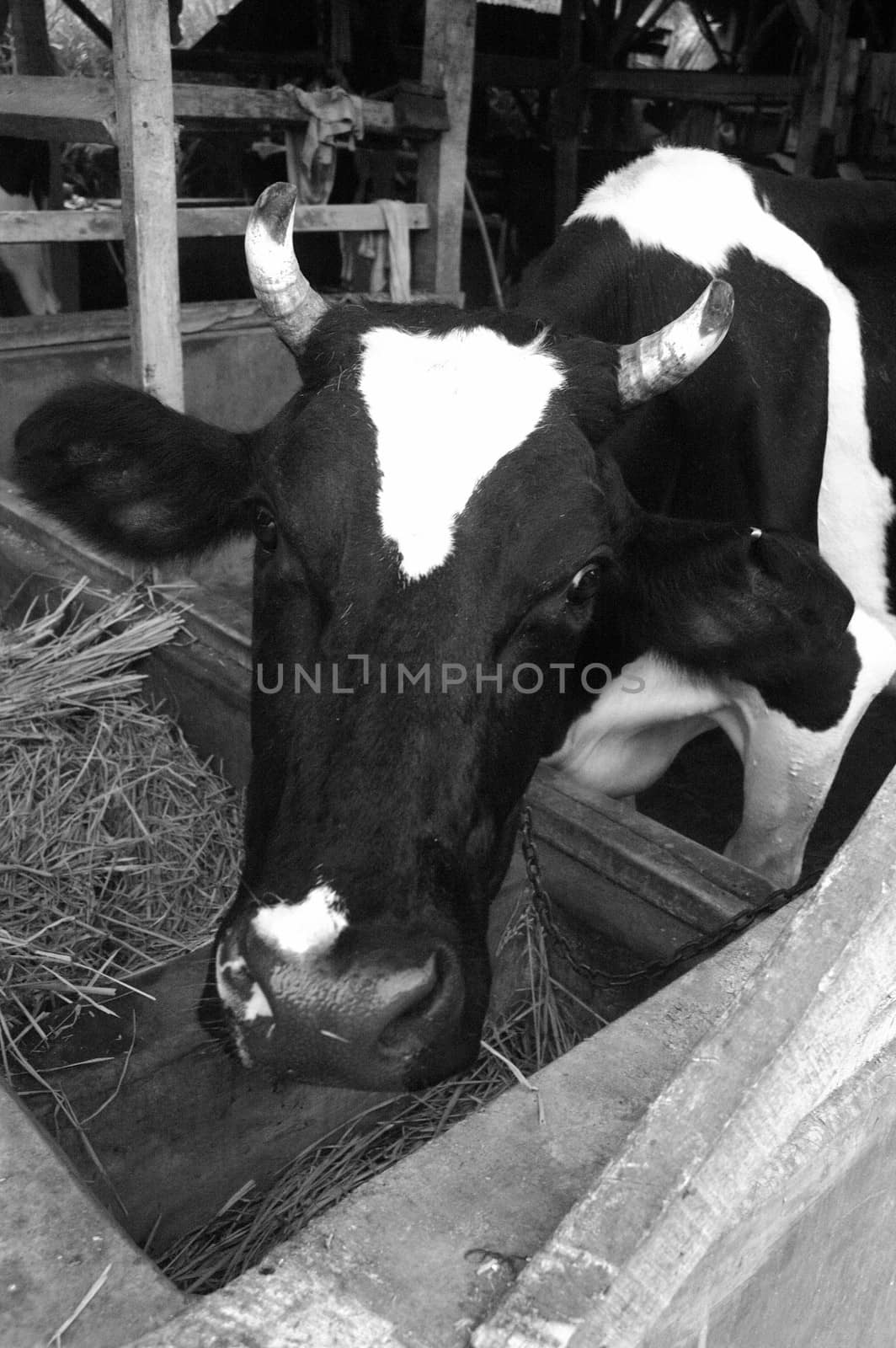 farm cow that produce milk every single day
