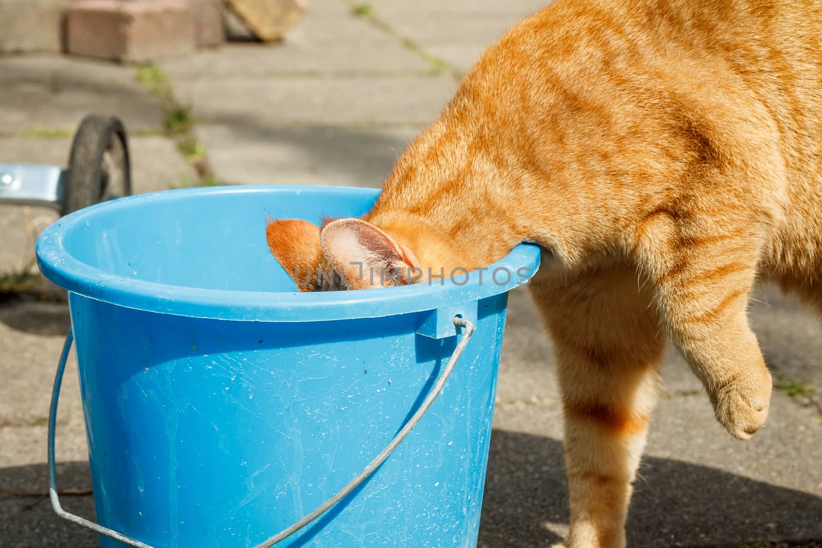 Cat drinking from bucket by frankhoekzema