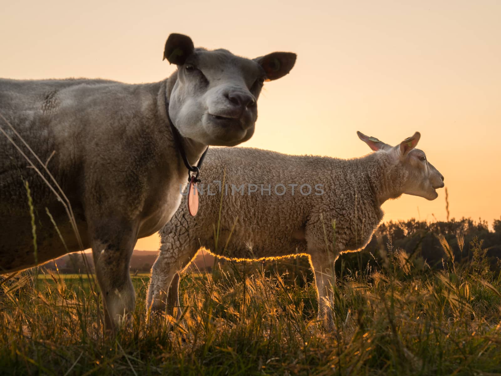 Two sheep by sunset by frankhoekzema