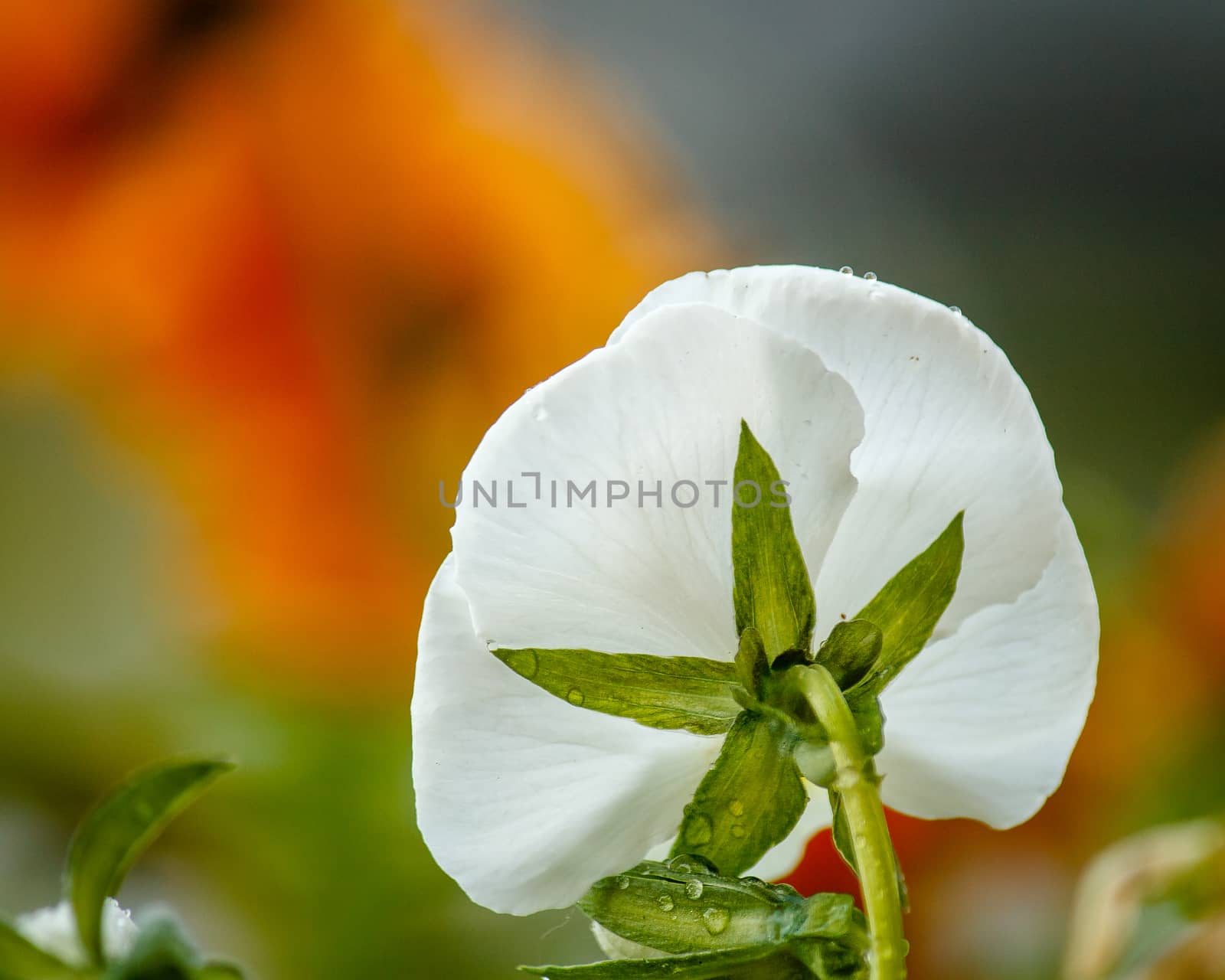 A very different view looking at this beautiful white poppy from behind. There are drops of water of the flower and the background gives a lovely colorful contrast and really makes the flower stand out.