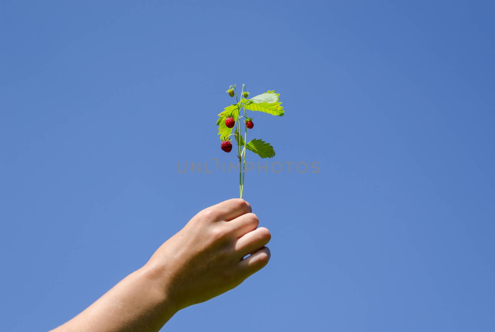 woman hand hold green strawberries spray on blue sky background