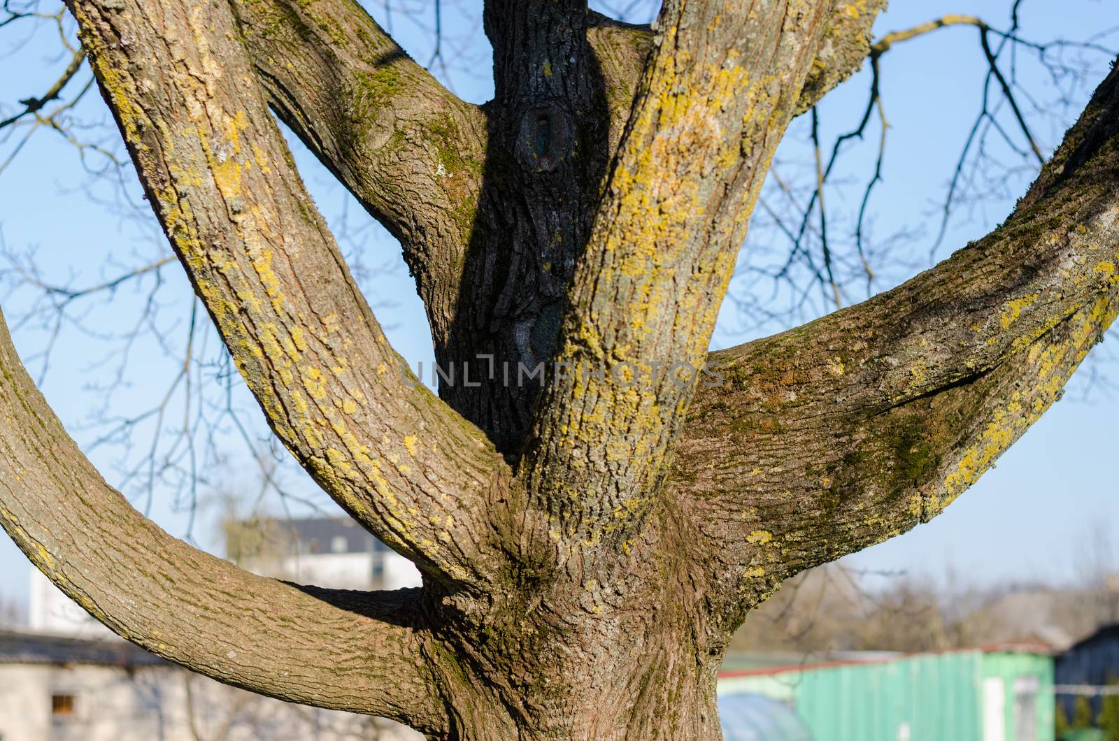 close up of thick branched tree trunk