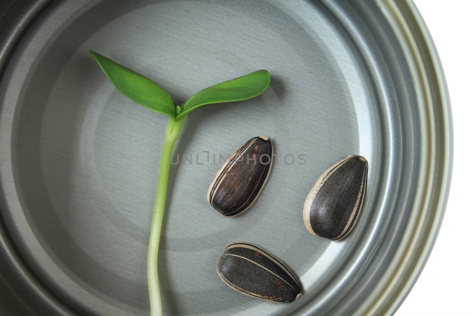 Organic green young sunflower sprout in cans by foto76