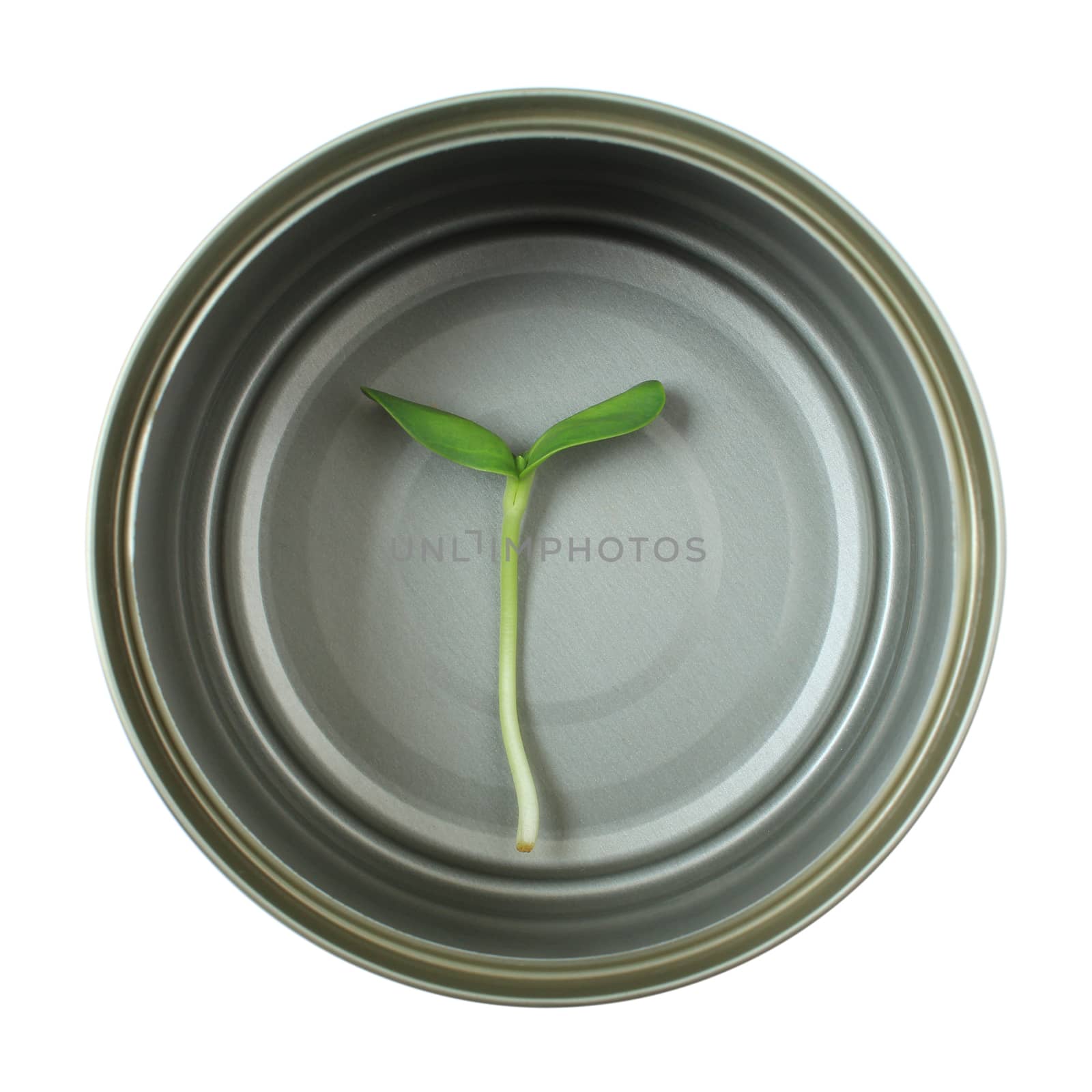 Organic green young sunflower sprout in cans by foto76