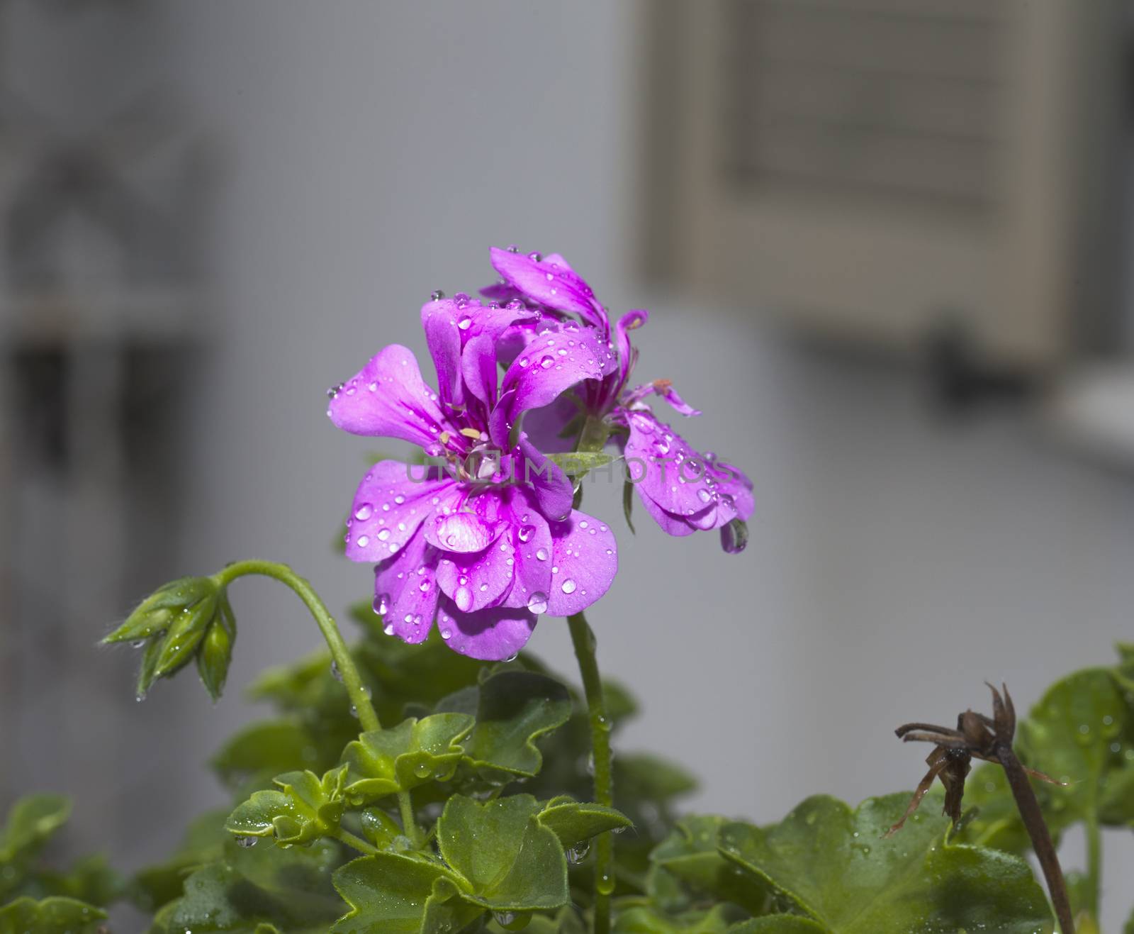 Geranium with drops of water, shallow depth of field