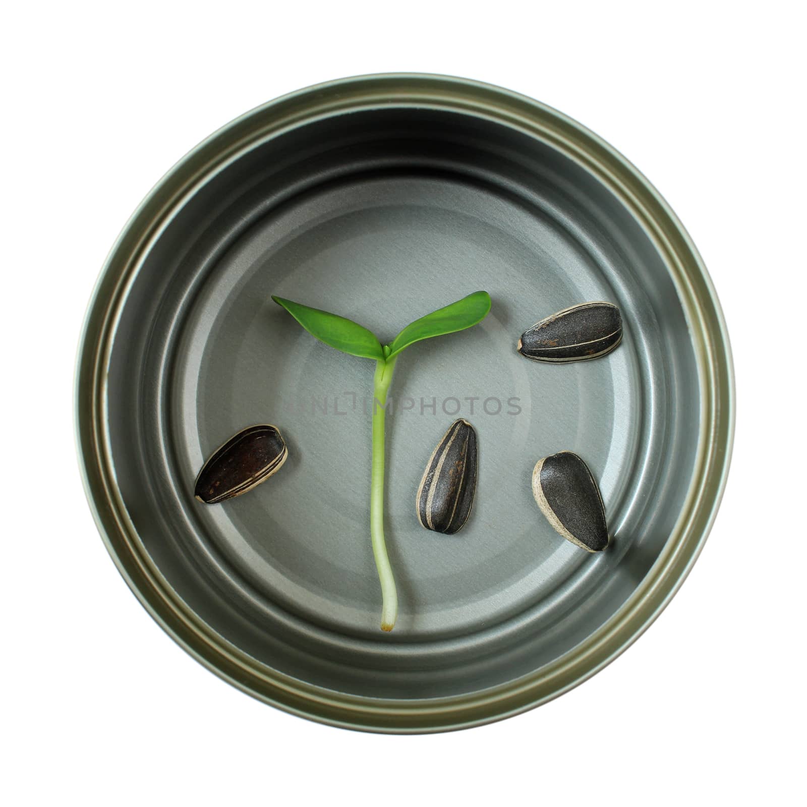 Organic green young sunflower sprout in cans