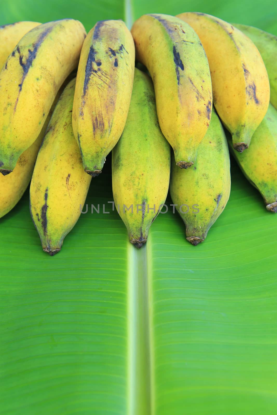 Bunch of bananas on banana leaves by foto76