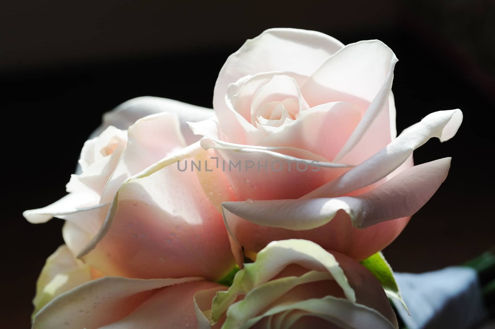 Closeup deatil of brides pink roses at wedding